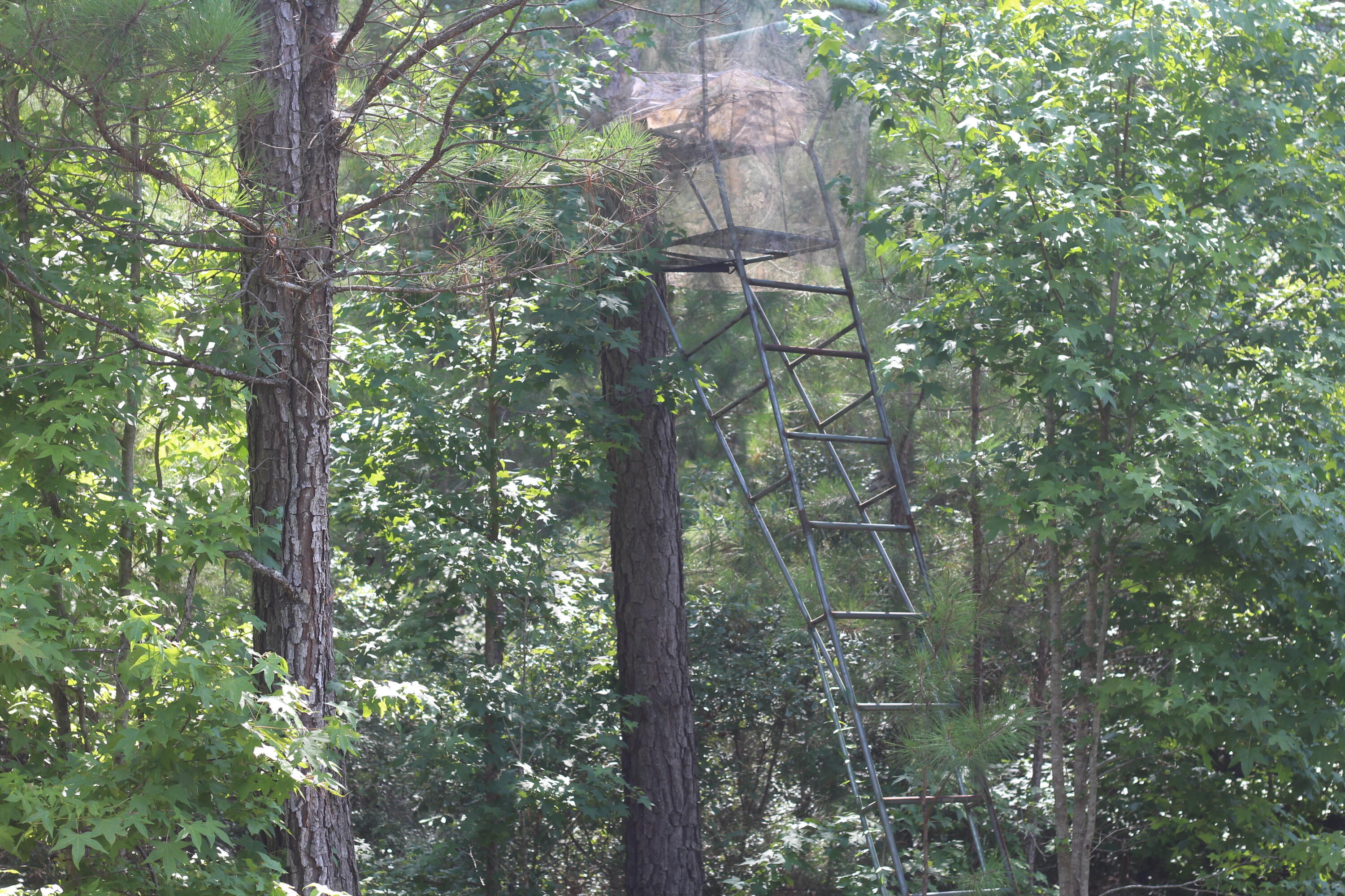 0 Old Forreston Road Greeleyville, SC 29056 - Photo 40 of 81 IMG_8302