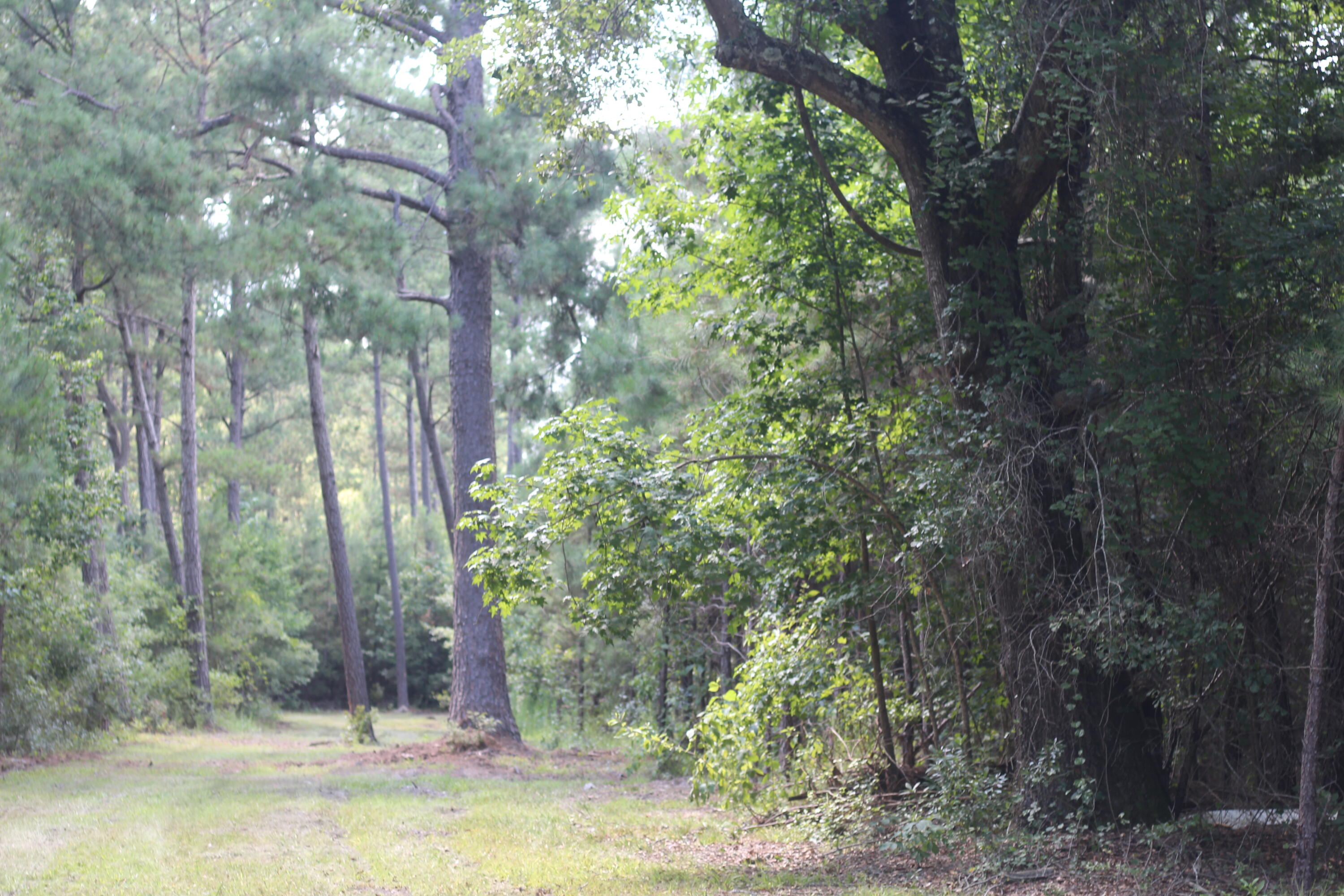 0 Old Forreston Road Greeleyville, SC 29056 - Photo 43 of 81 IMG_8307