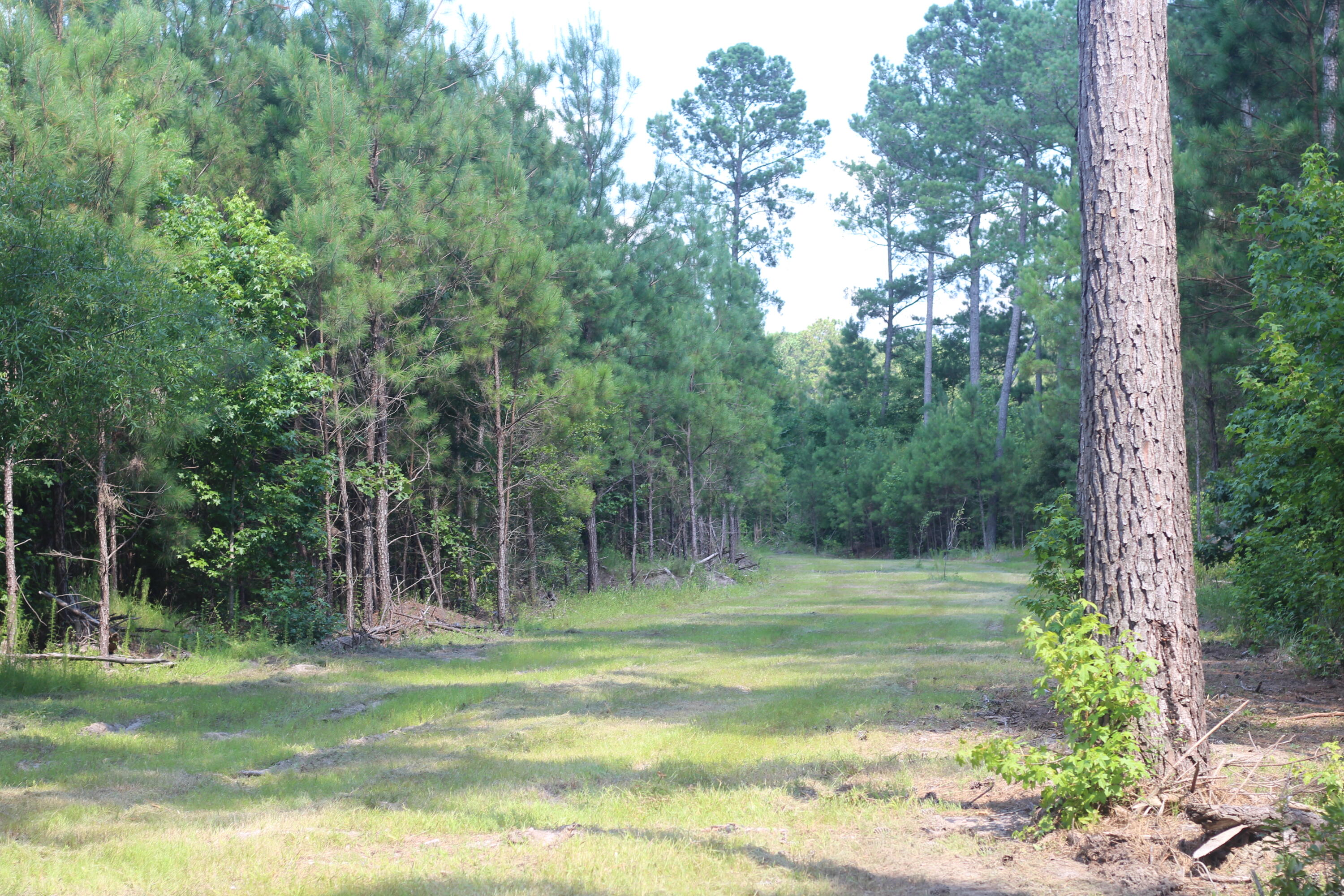 0 Old Forreston Road Greeleyville, SC 29056 - Photo 44 of 81 IMG_8305