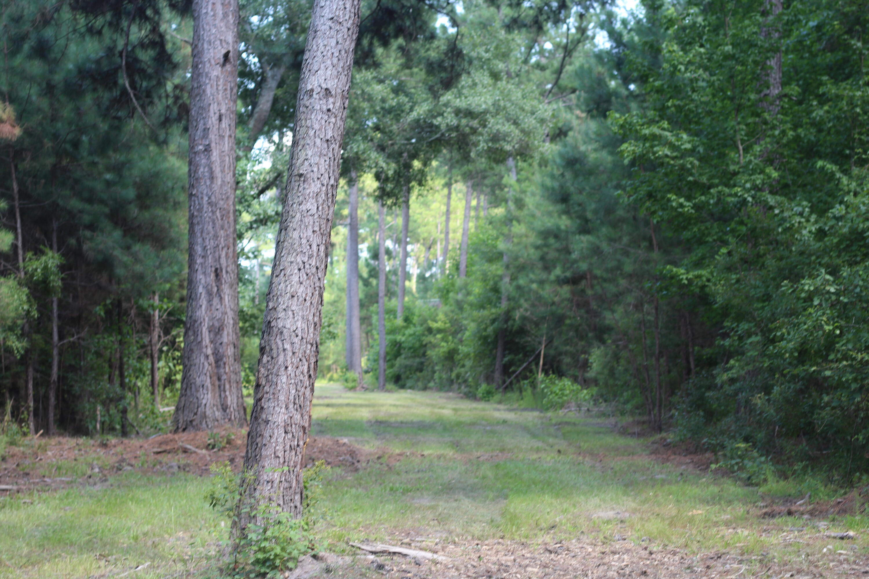 0 Old Forreston Road Greeleyville, SC 29056 - Photo 45 of 81 IMG_8308