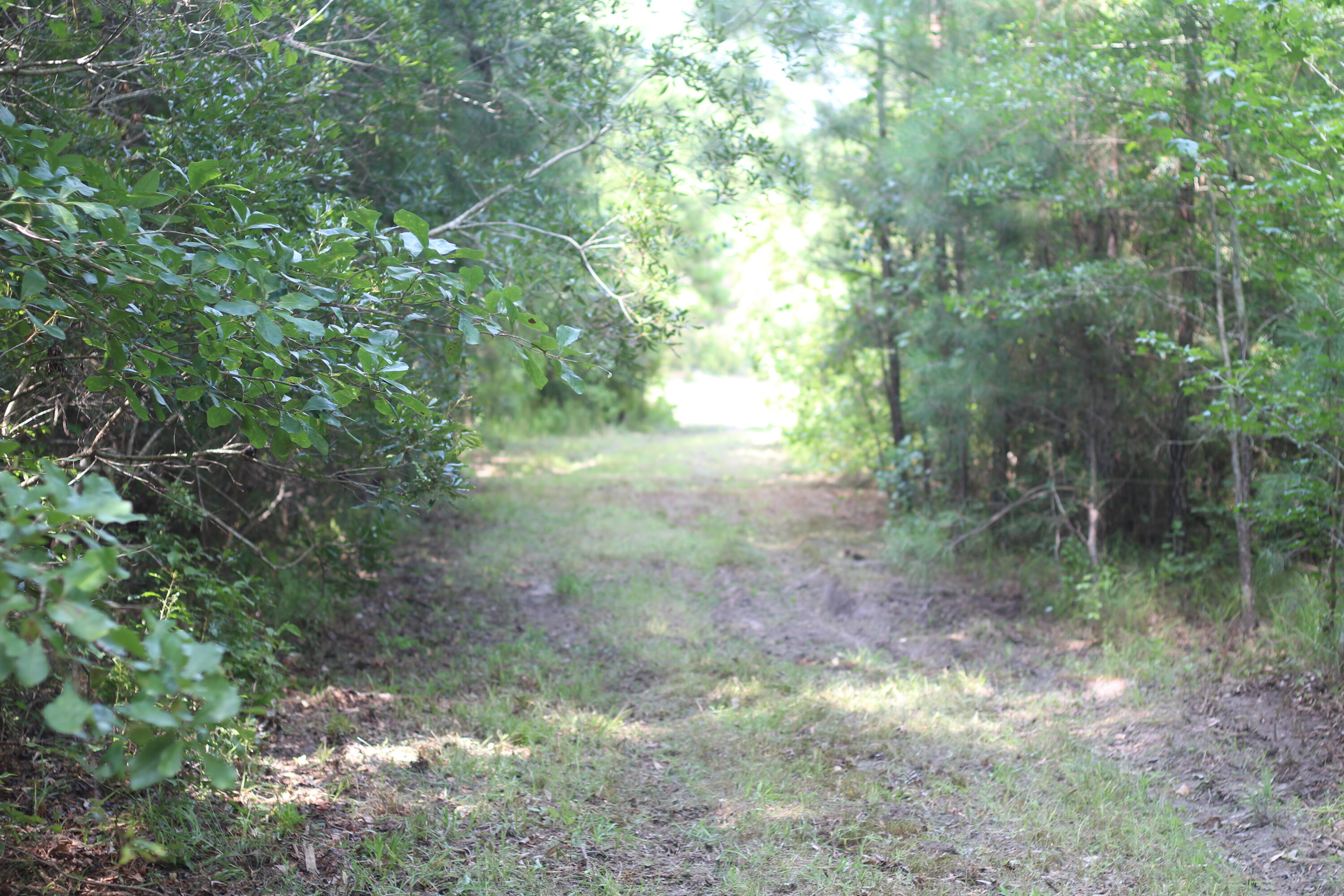 0 Old Forreston Road Greeleyville, SC 29056 - Photo 48 of 81 IMG_8312