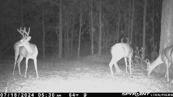 0 Old Forreston Road Greeleyville, SC 29056 - Photo 5 of 81 David 2