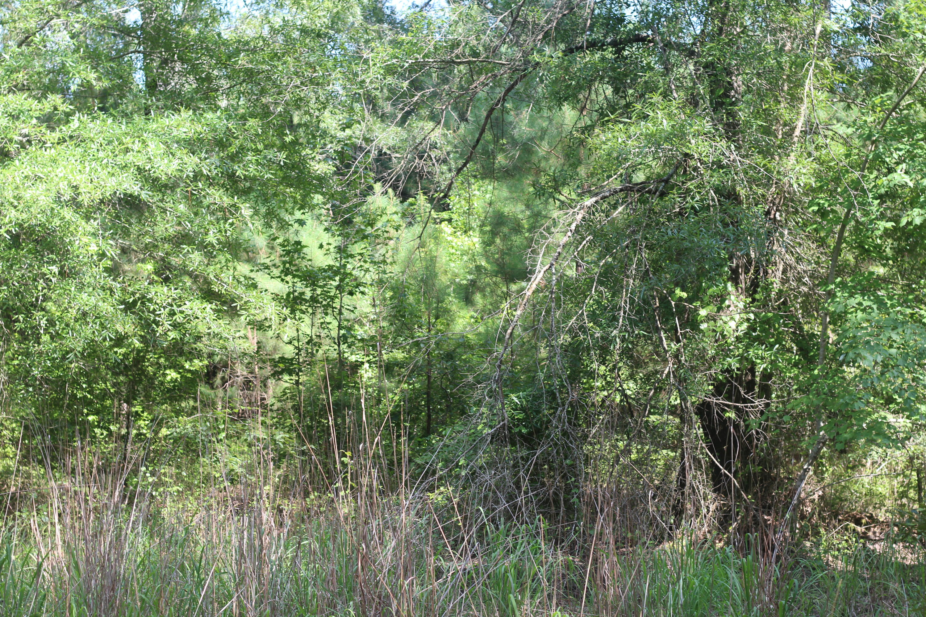 0 Old Forreston Road Greeleyville, SC 29056 - Photo 51 of 81 IMG_8315