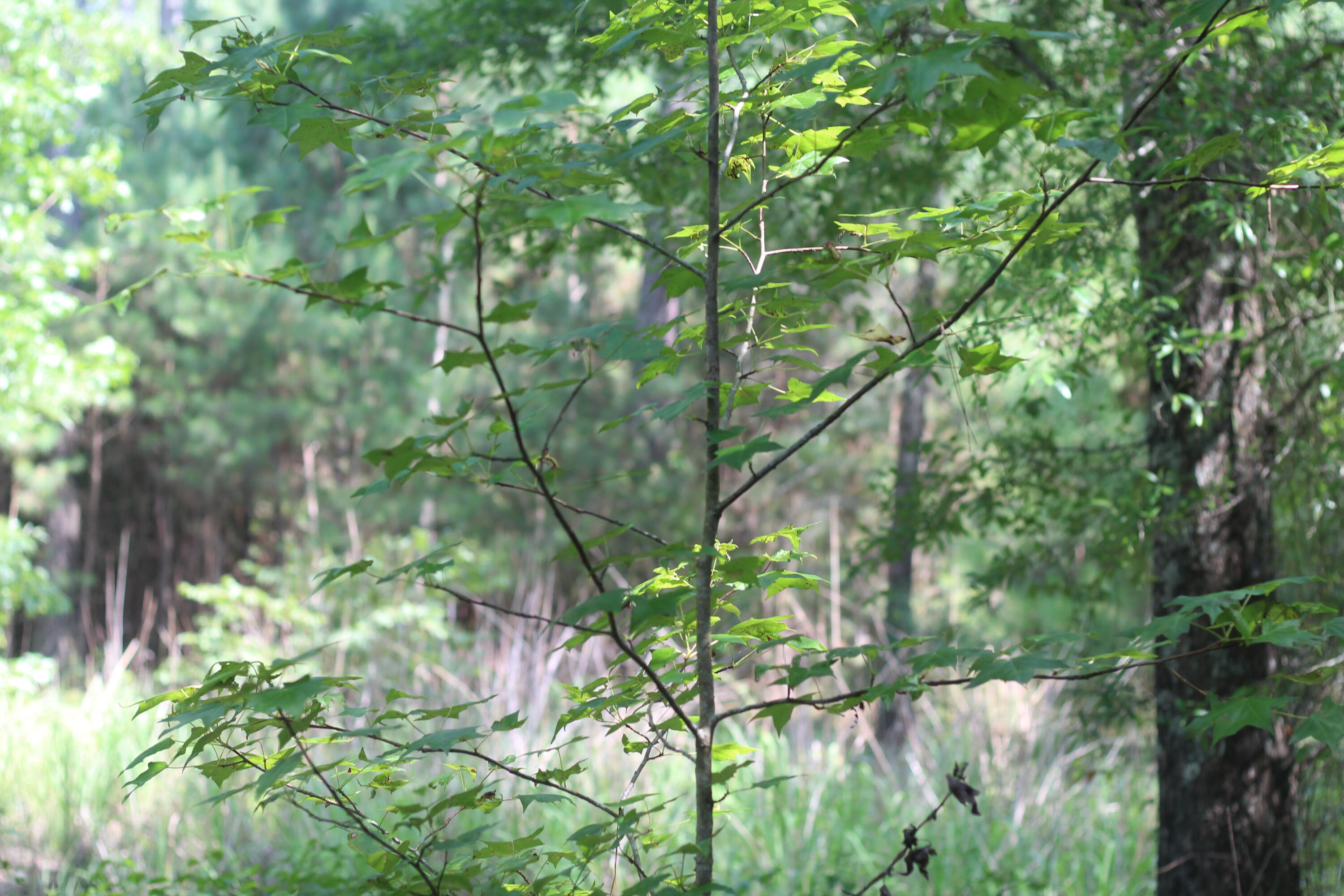 0 Old Forreston Road Greeleyville, SC 29056 - Photo 52 of 81 IMG_8316