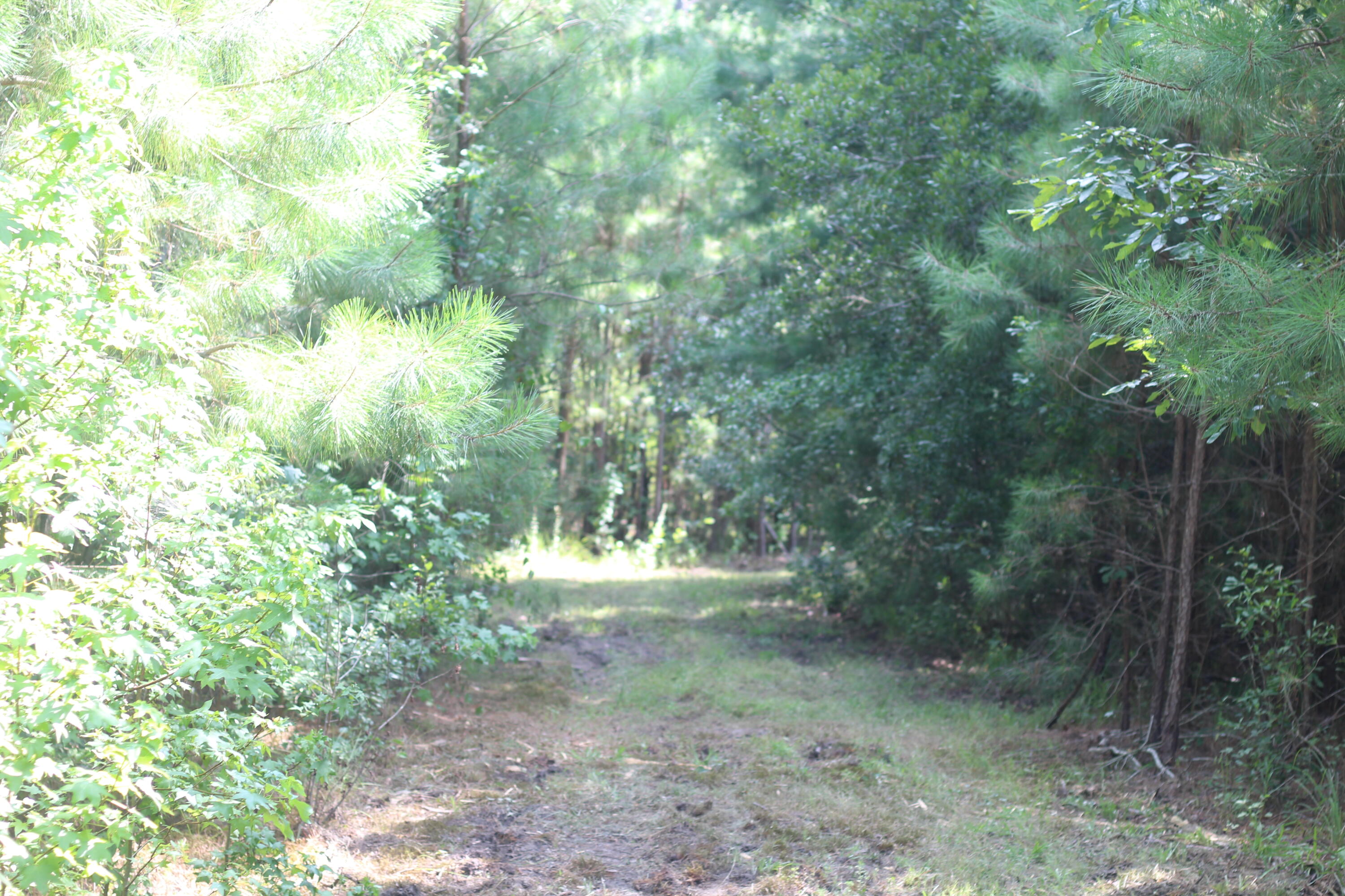 0 Old Forreston Road Greeleyville, SC 29056 - Photo 55 of 81 IMG_8320