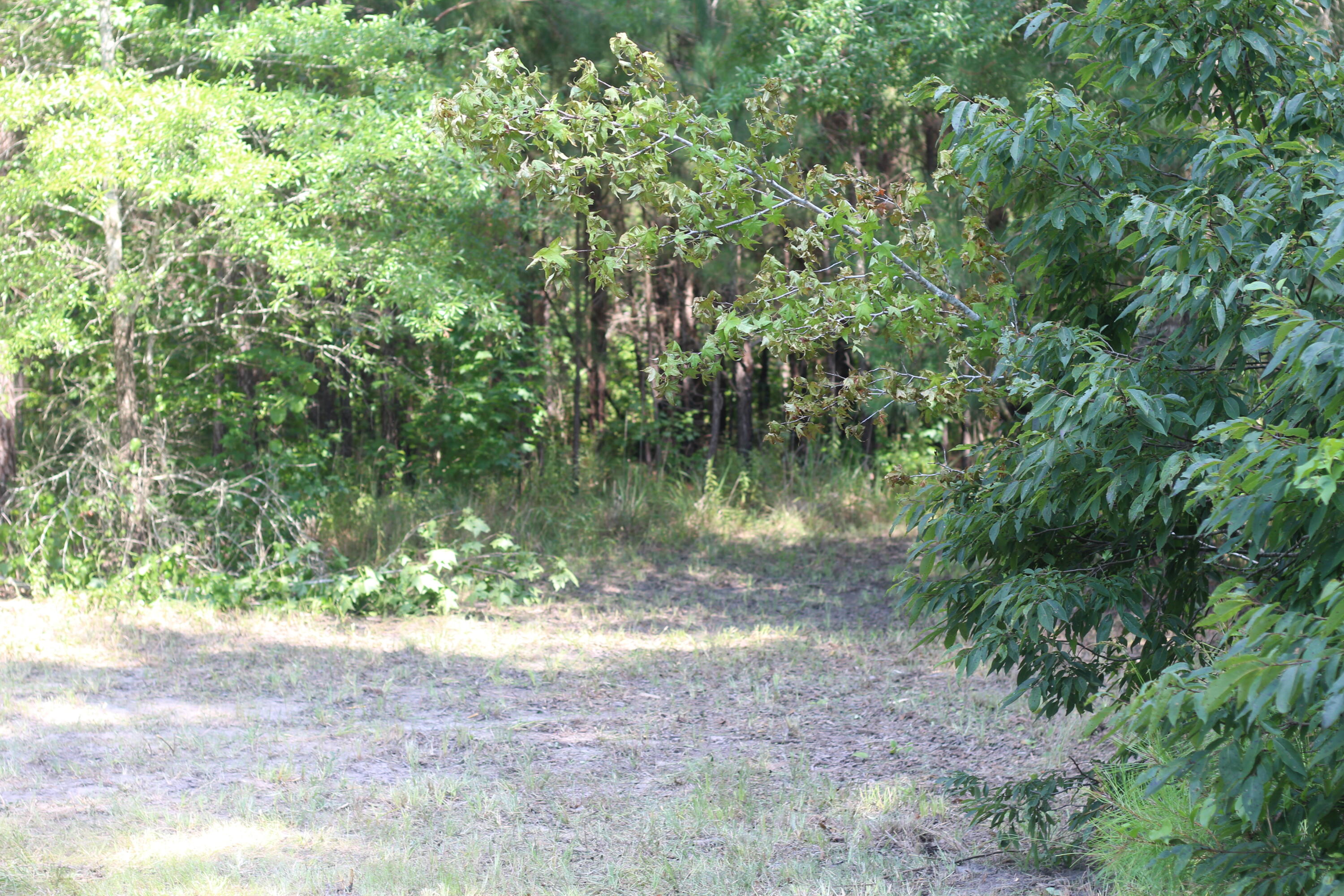 0 Old Forreston Road Greeleyville, SC 29056 - Photo 56 of 81 IMG_8321
