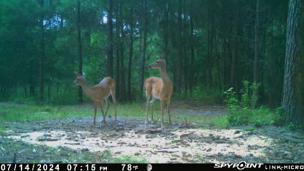 0 Old Forreston Road Greeleyville, SC 29056 - Photo 6 of 81 david 1