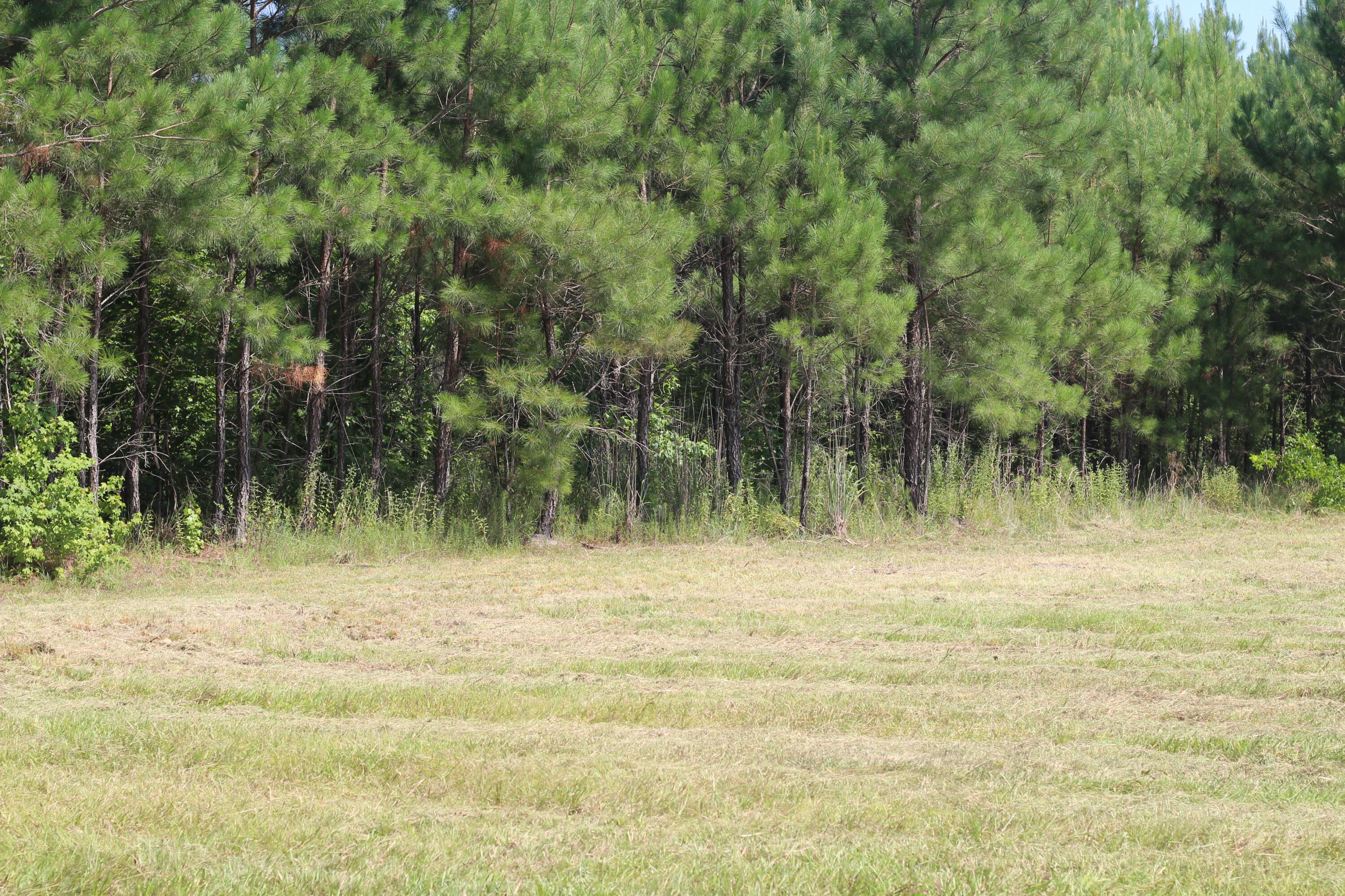 0 Old Forreston Road Greeleyville, SC 29056 - Photo 66 of 81 IMG_8332