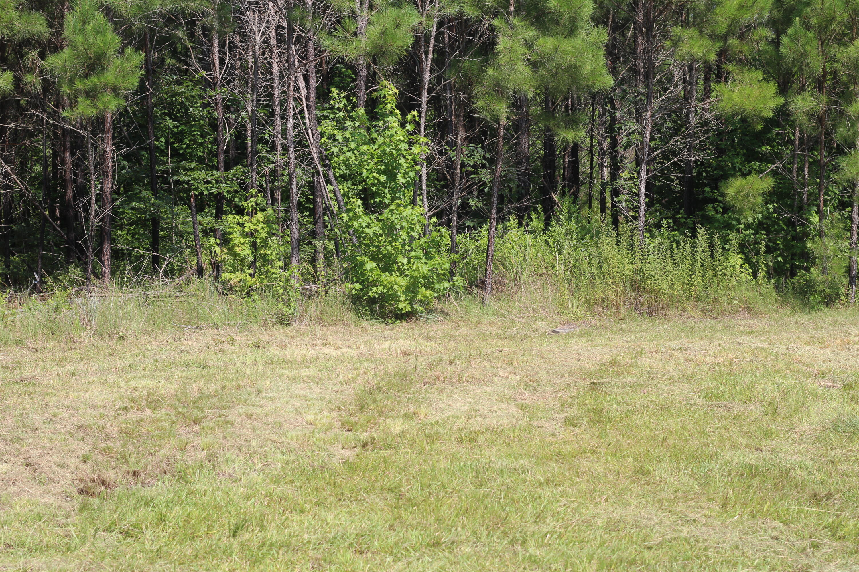 0 Old Forreston Road Greeleyville, SC 29056 - Photo 67 of 81 IMG_8333