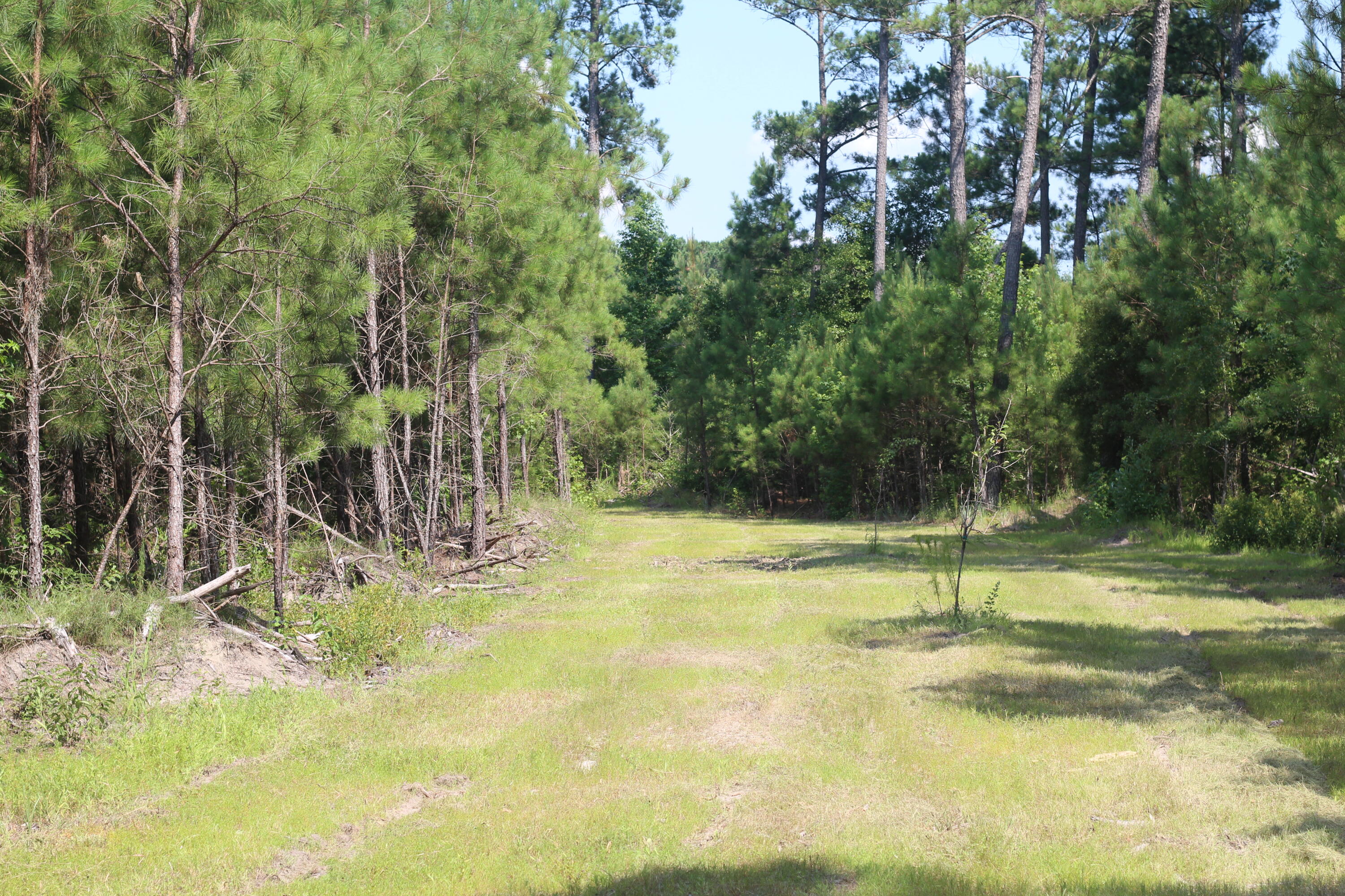 0 Old Forreston Road Greeleyville, SC 29056 - Photo 68 of 81 IMG_8300
