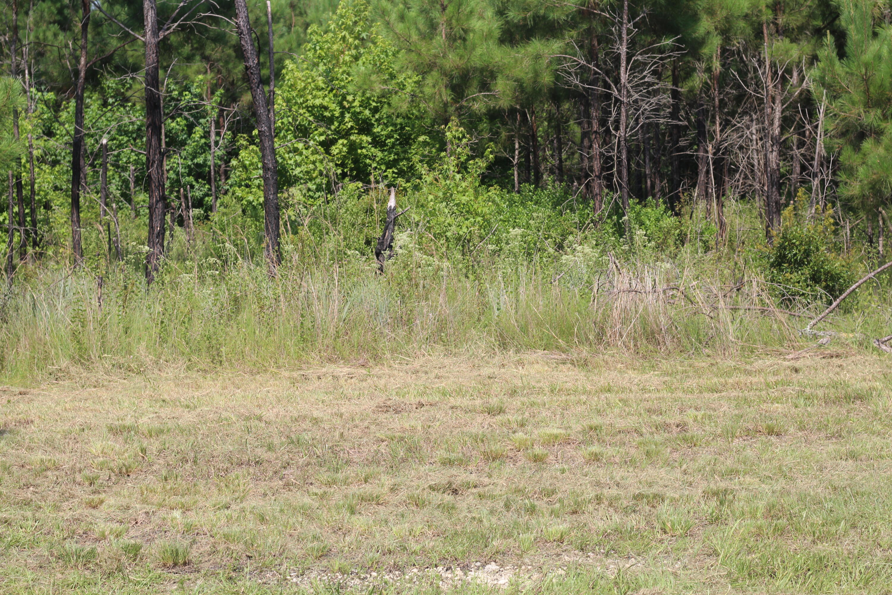 0 Old Forreston Road Greeleyville, SC 29056 - Photo 69 of 81 IMG_8334