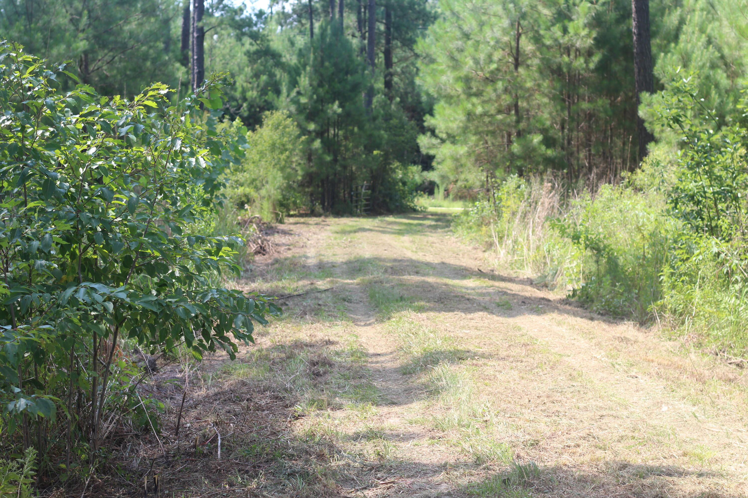 0 Old Forreston Road Greeleyville, SC 29056 - Photo 7 of 81 IMG_8267