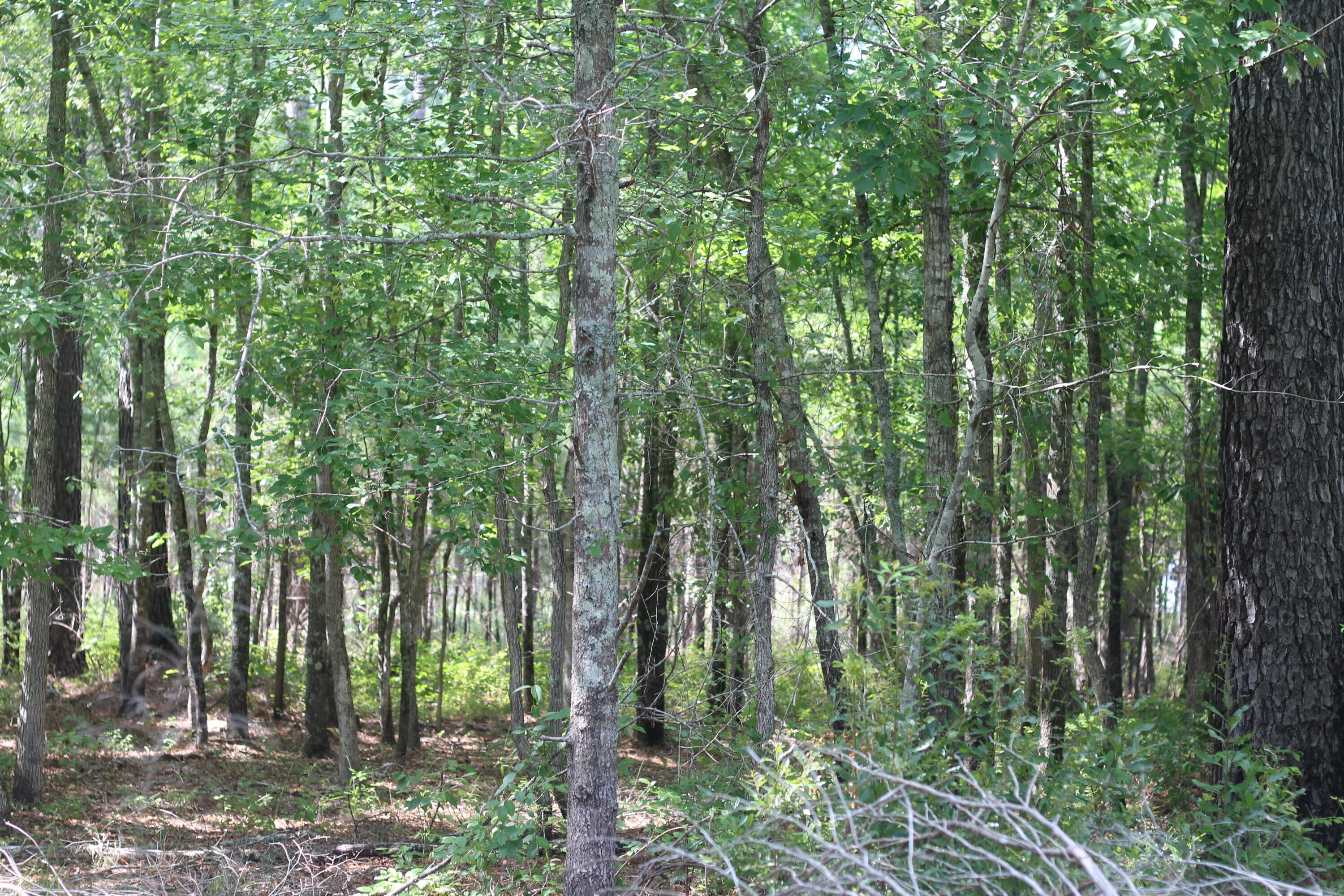 0 Old Forreston Road Greeleyville, SC 29056 - Photo 75 of 81 IMG_8340