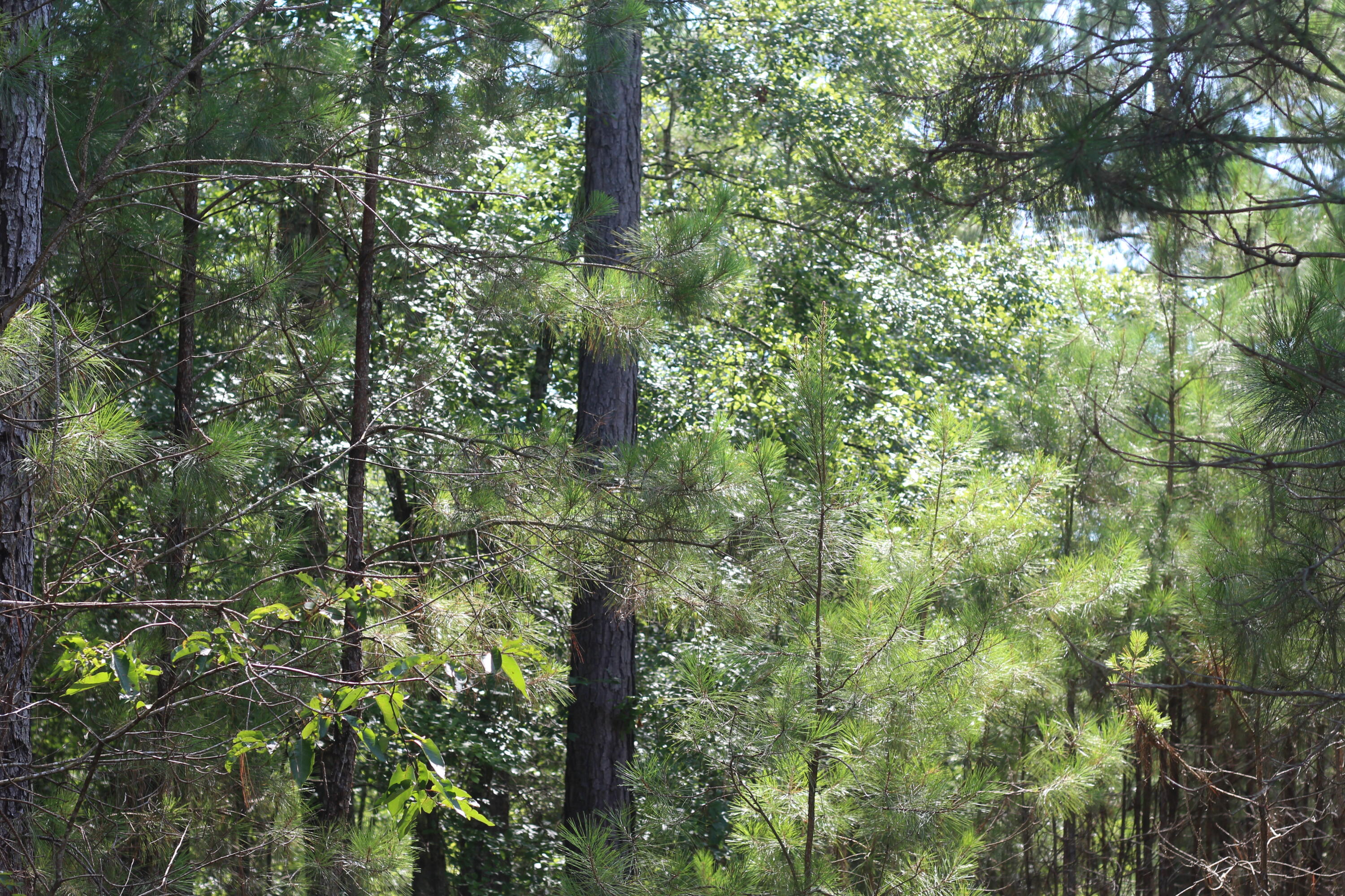 0 Old Forreston Road Greeleyville, SC 29056 - Photo 79 of 81 IMG_8344