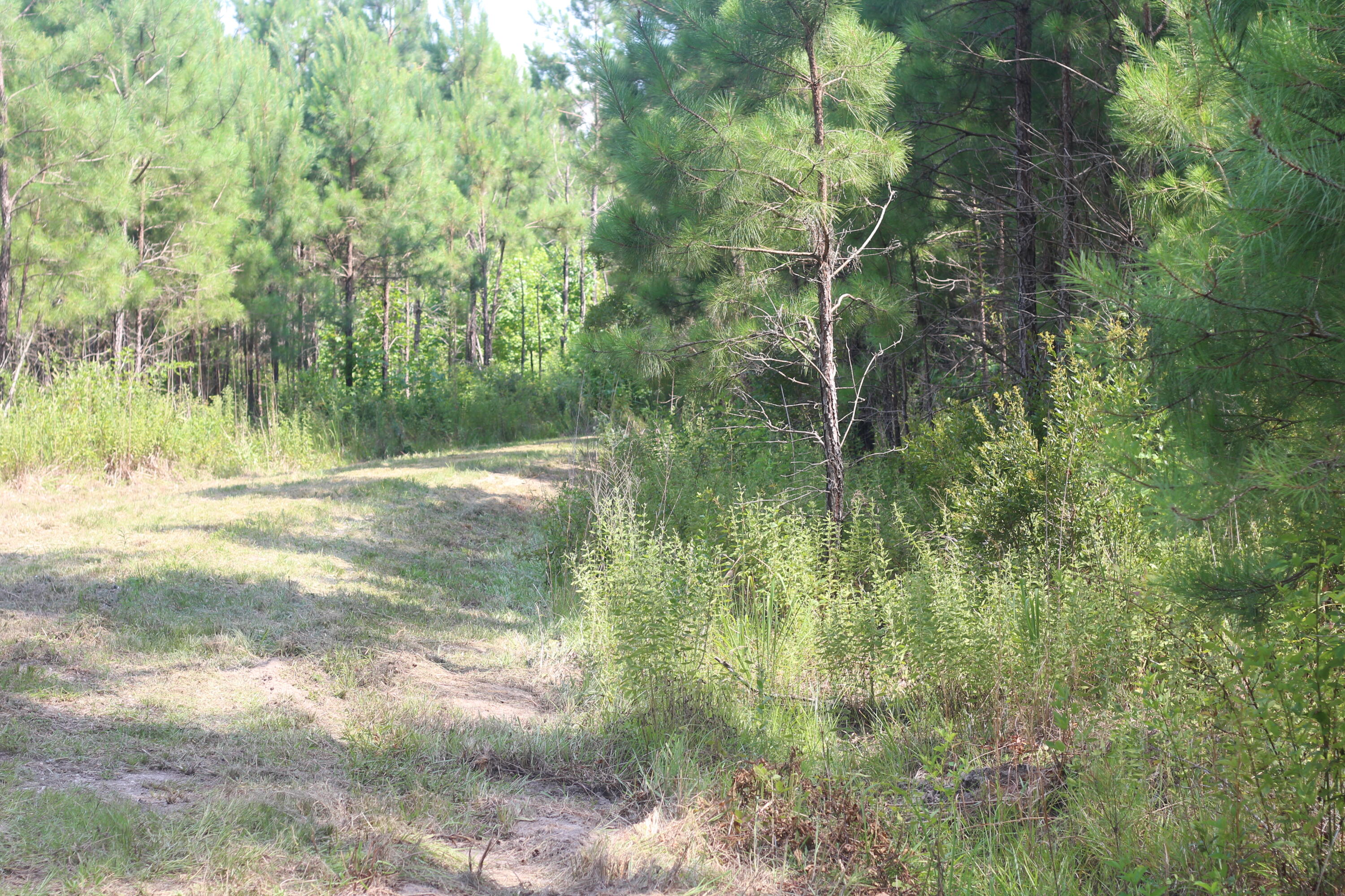 0 Old Forreston Road Greeleyville, SC 29056 - Photo 10 of 81 IMG_8270