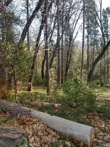 a view of a yard with large trees