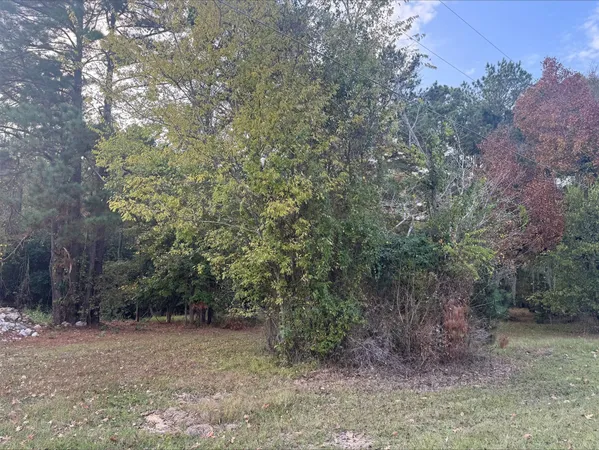 a view of a forest with trees in the background