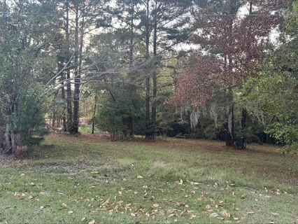 a view of a forest with trees in the background