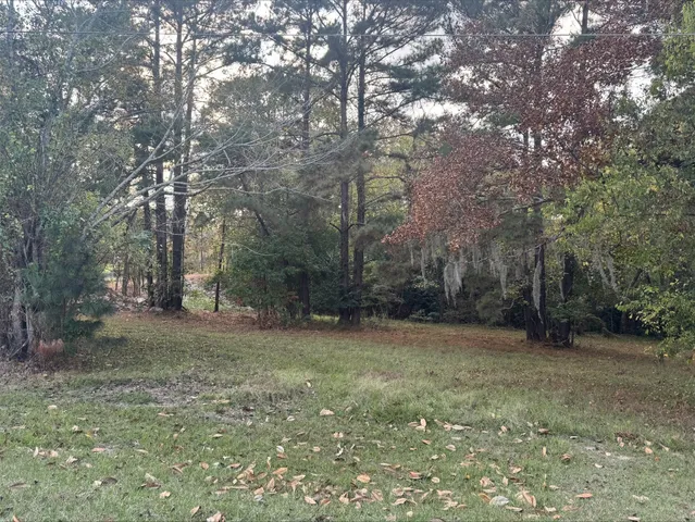 a view of a forest with trees in the background