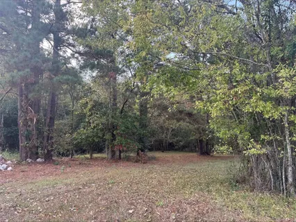a view of a forest with trees in the background
