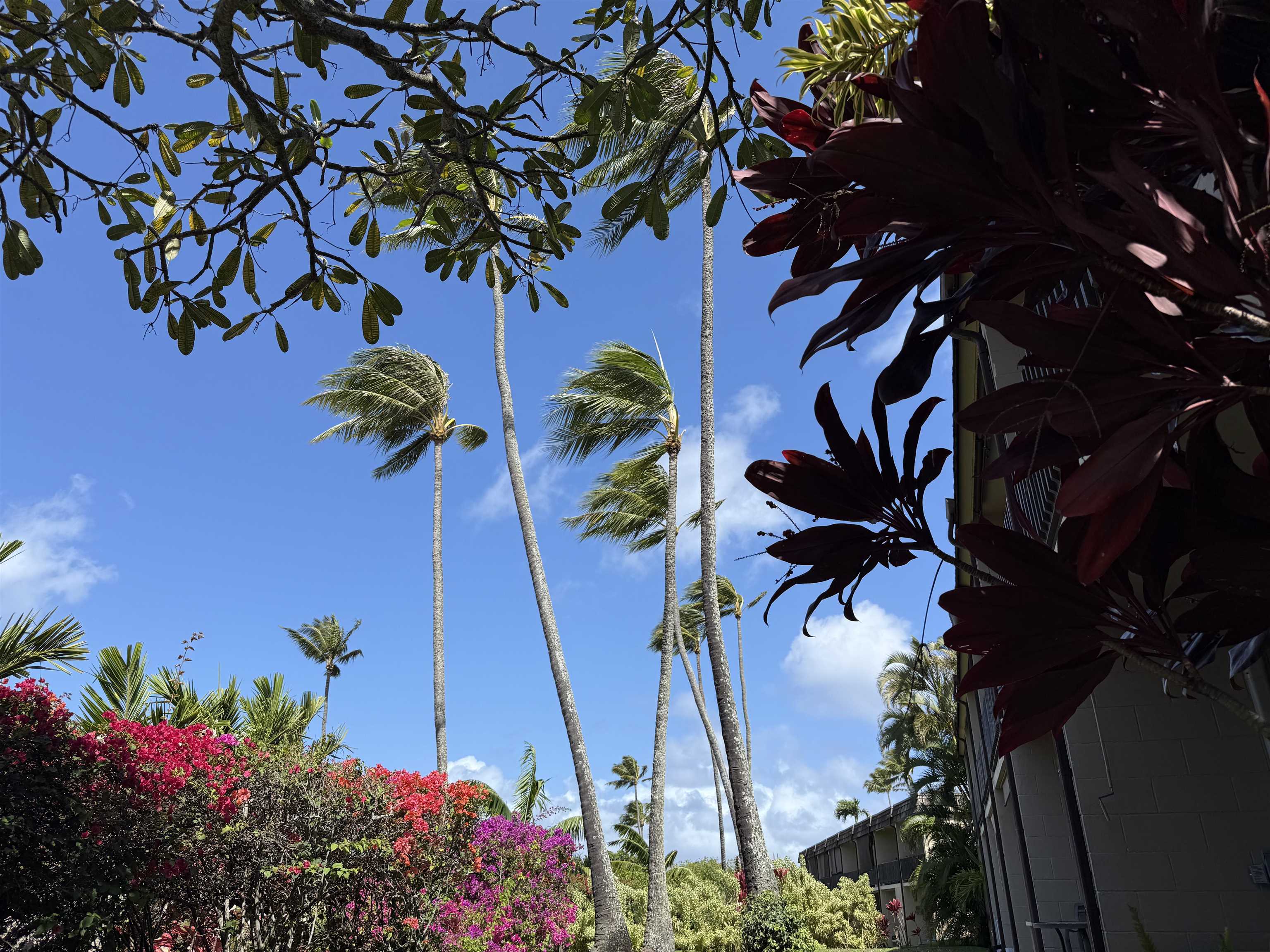 120 Hui F Road, Unit J1 Lahaina, HI 96761 - Photo 23 of 36 a view of a flower