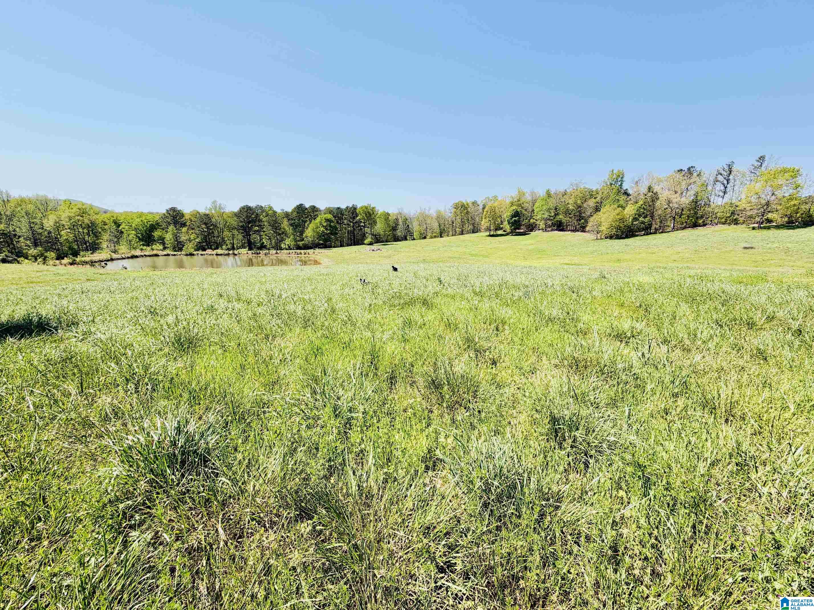 1097 Gnatville Road Piedmont, AL 36272 - Photo 74 of 79