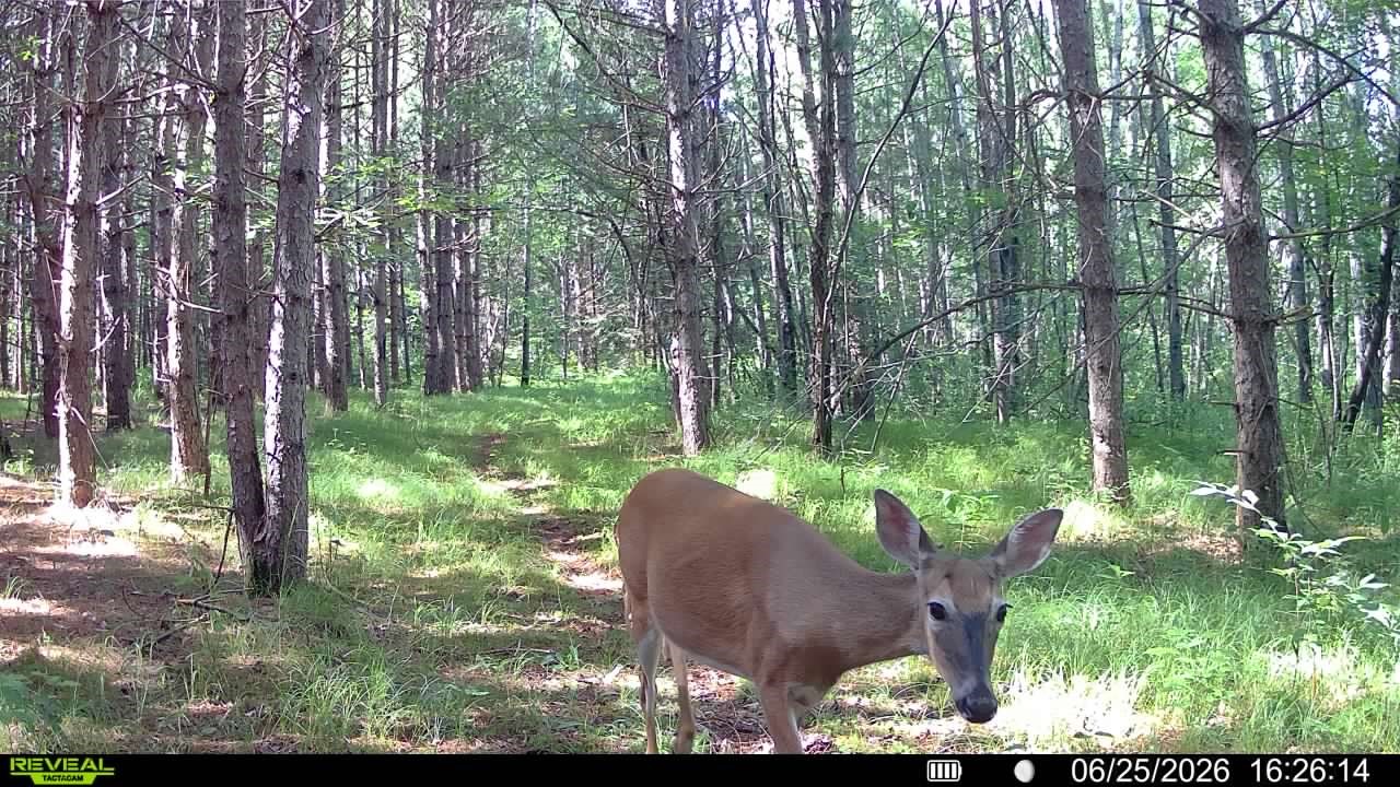 20-acres Adams Road Bruce, WI 54819 - Photo 13 of 14
