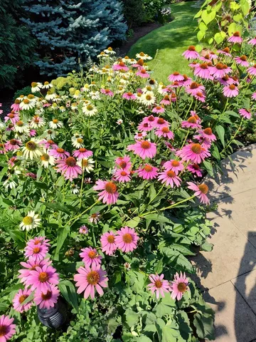 a view of a garden with flowers
