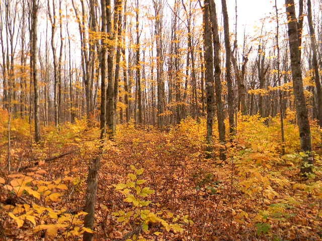 9840 South North Hulbert Road Hulbert, MI 49748 - Photo 19 of 26 Gallery Image 19