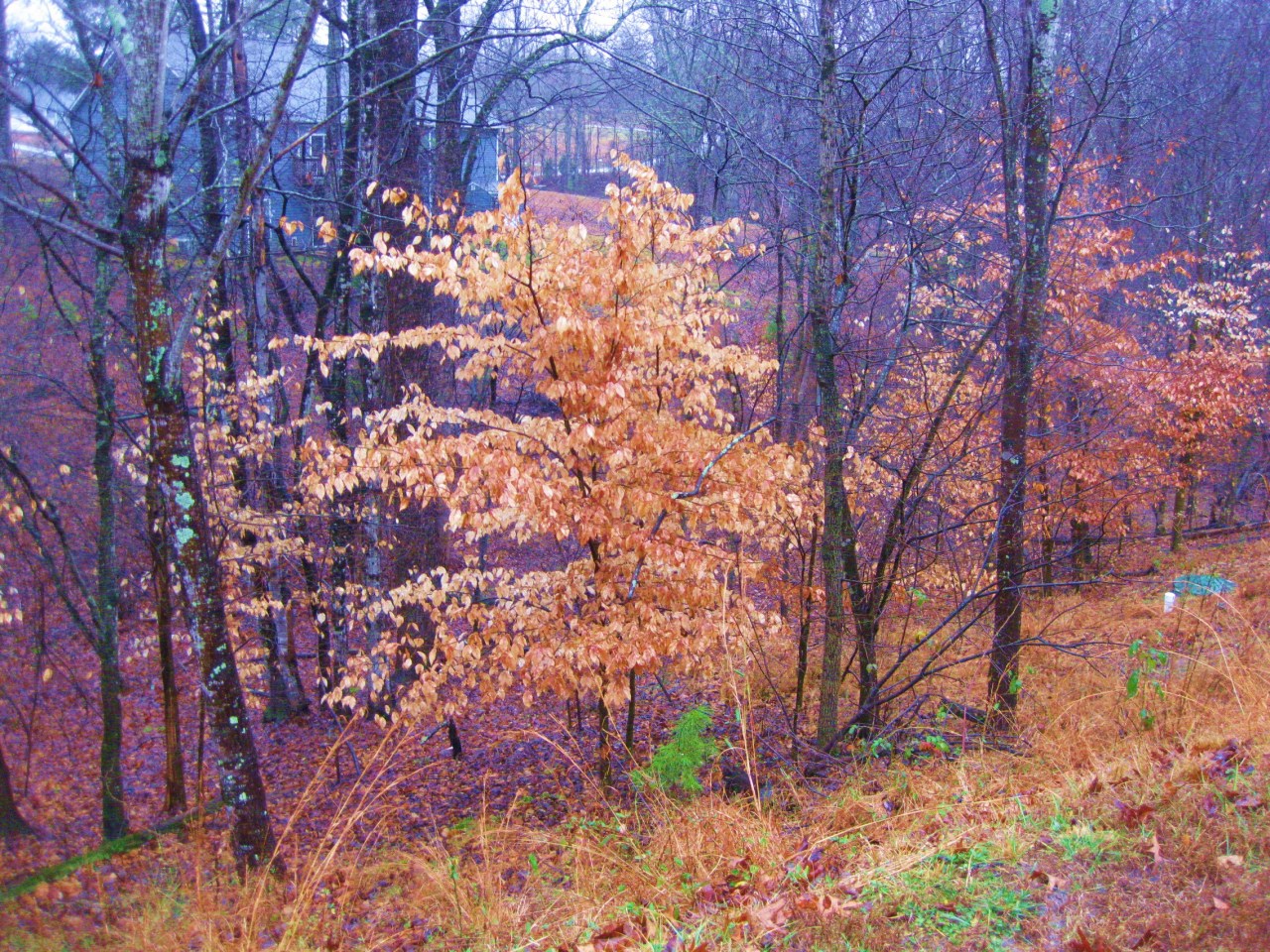 112 Little Creek Road Moneta, VA 24121 - Photo 38 of 90 Rear Yard & Community GreenBelt to Lake!