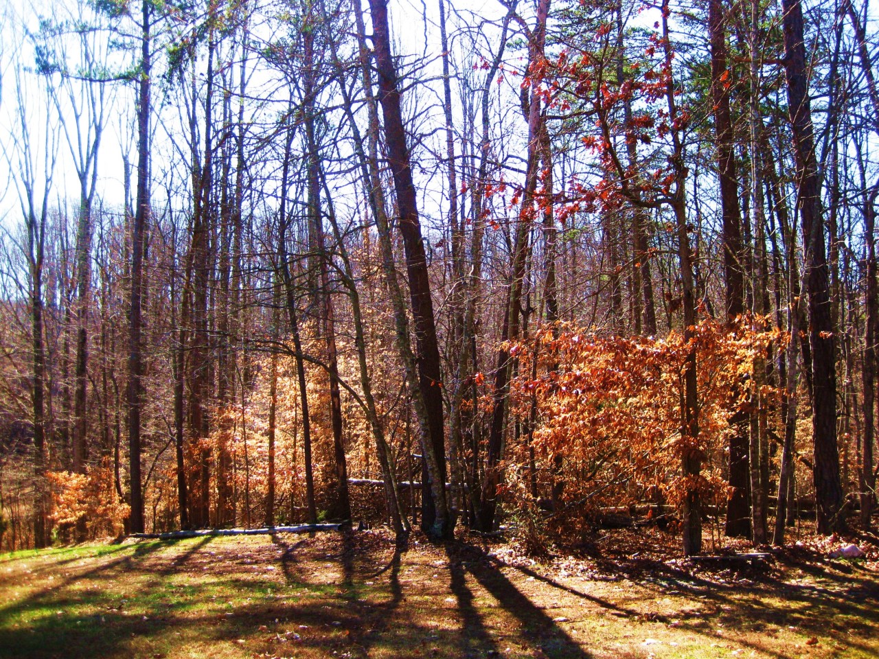 112 Little Creek Road Moneta, VA 24121 - Photo 77 of 90 Looking at Community GreenBelt from Yard