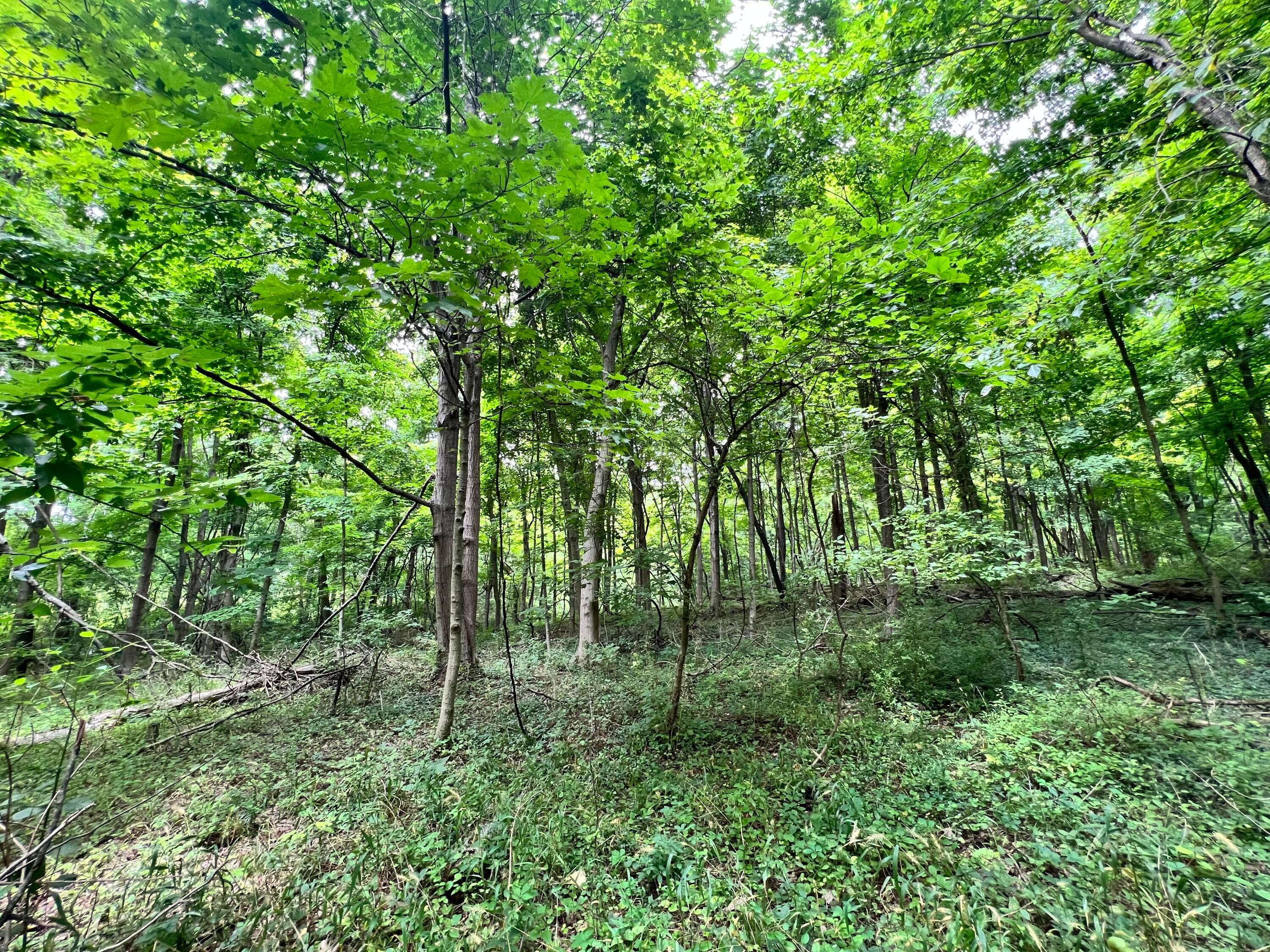 Lot 5 Royalton Road Southwest Lancaster, OH 43130 - Photo 11 of 12 10.07 Wooded Acres