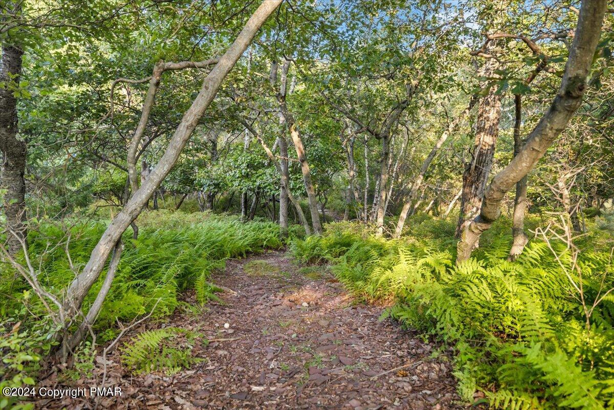 190 Knob Road Mount Pocono, PA 18344 - Photo 6 of 37 a big yard with lots of green space and plants