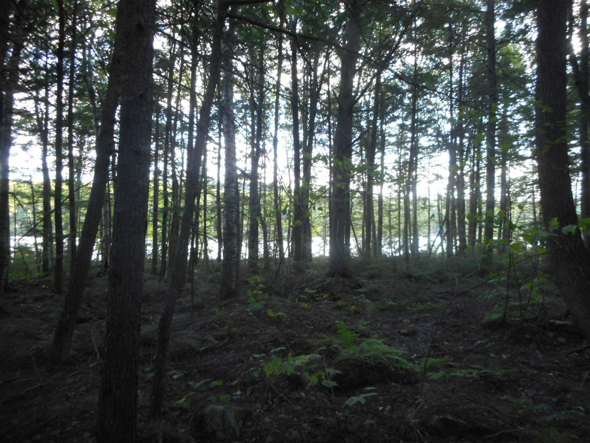 Tbd Trail End Road Lincoln, ME 04457 - Photo 2 of 13 DSCN2593
