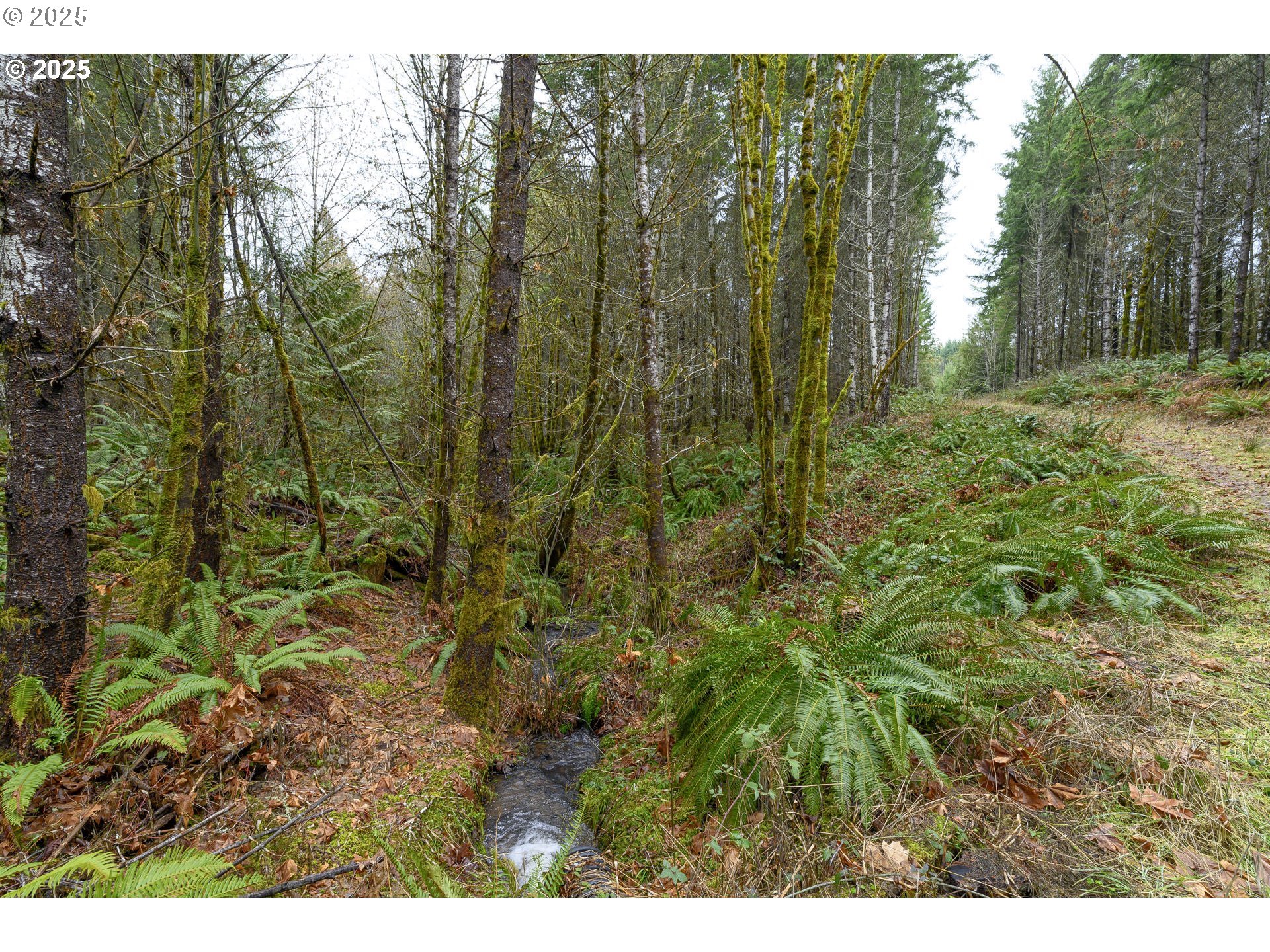 0 Northwest Panther Creek Road Yamhill, OR 97148 - Photo 17 of 28 Creek