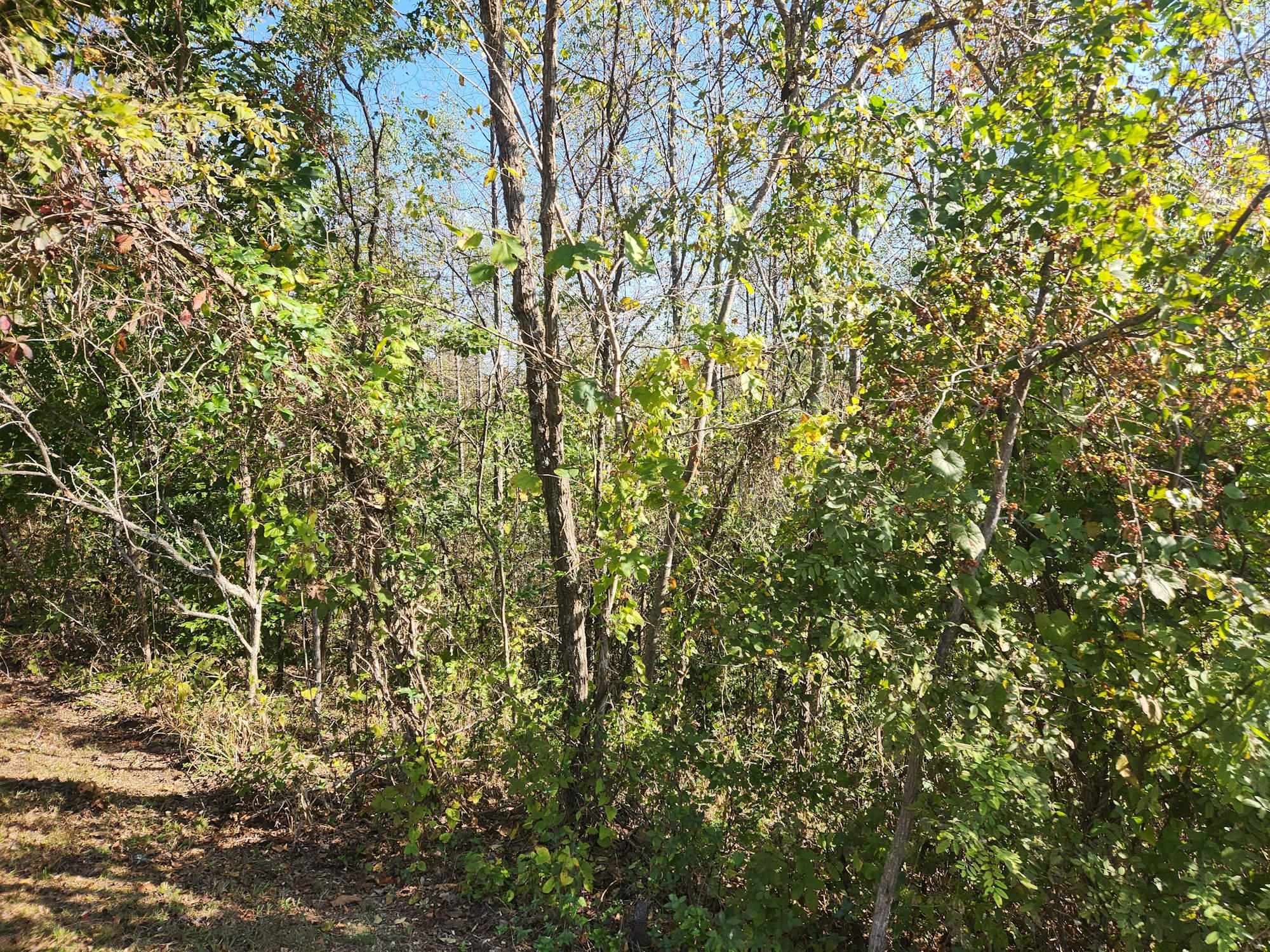 0 Kiser Fork Road Grayson, KY 41143 - Photo 16 of 48 Gallery Image 16