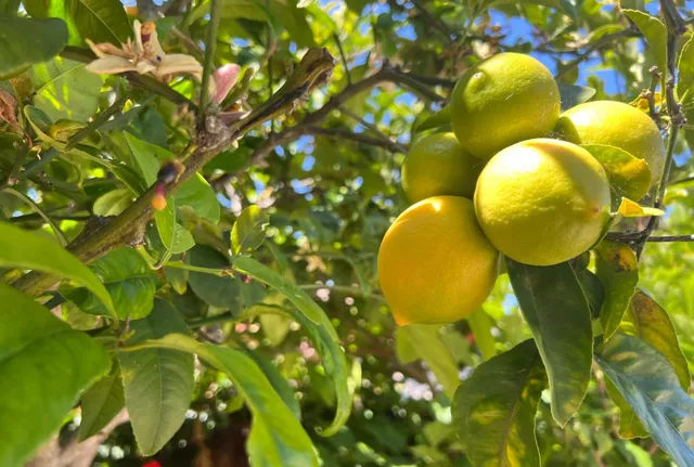 a view of a flower pot
