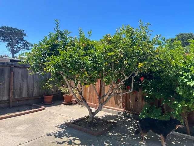 a view of a yard with plants and trees