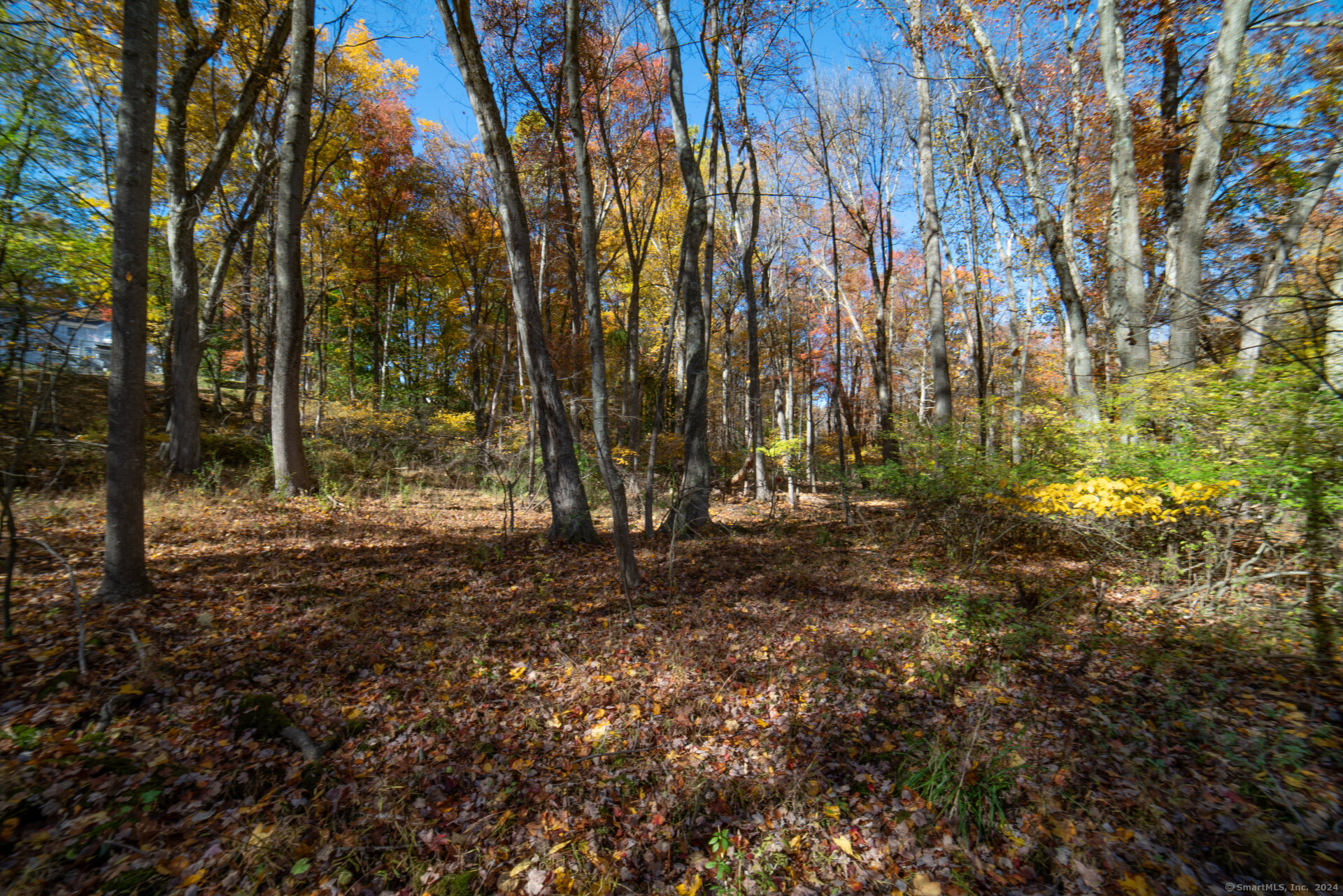 6 Fox Run Lane Westport, CT 06880 - Photo 5 of 6 a view of backyard with tree