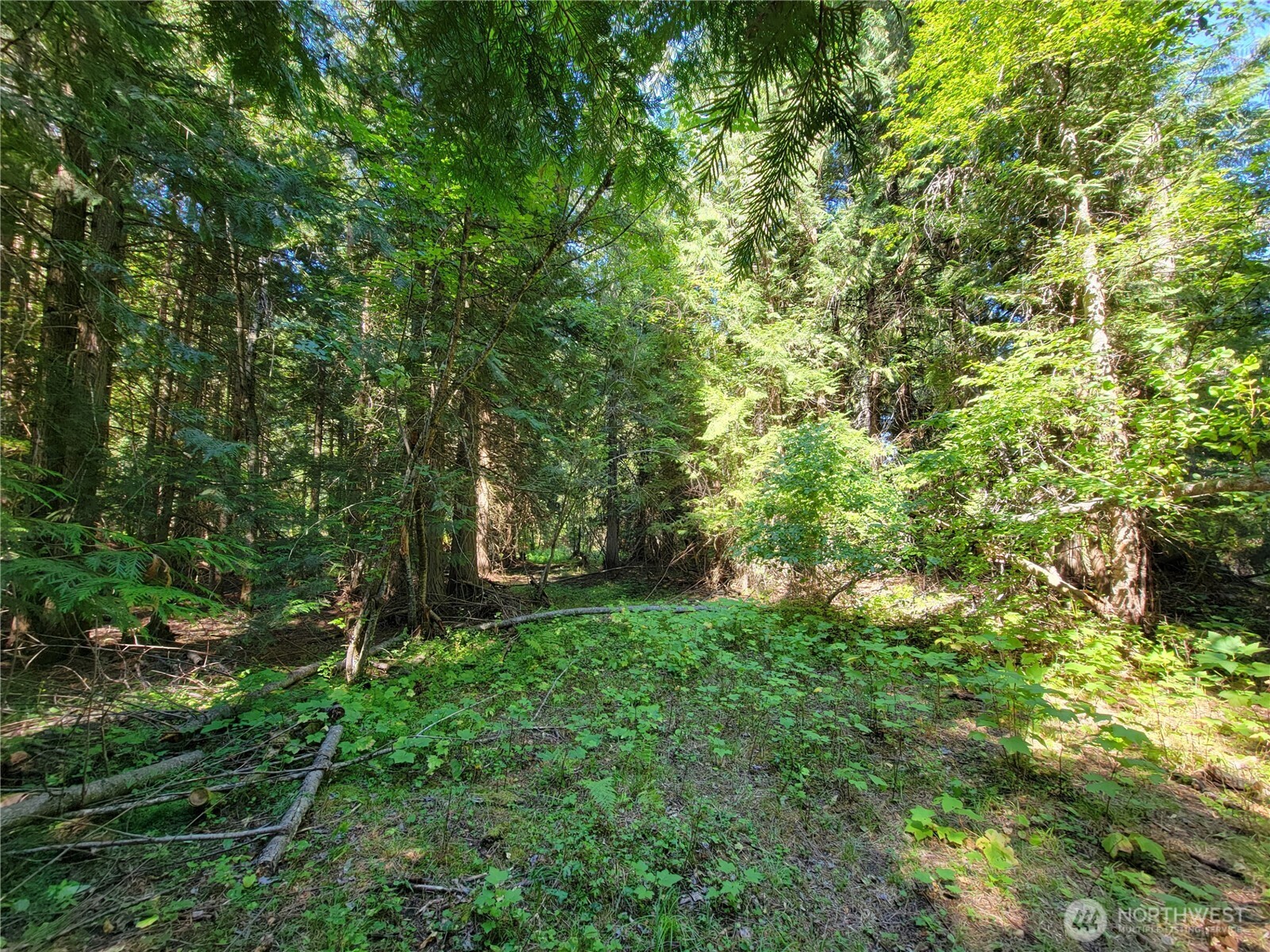 9999 Lone Ranch Creek Road Danville, WA 99121 - Photo 14 of 15 a view of a lush green forest