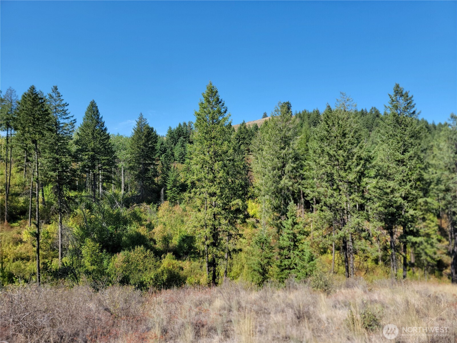 9999 Lone Ranch Creek Road Danville, WA 99121 - Photo 4 of 15 a view of a green field