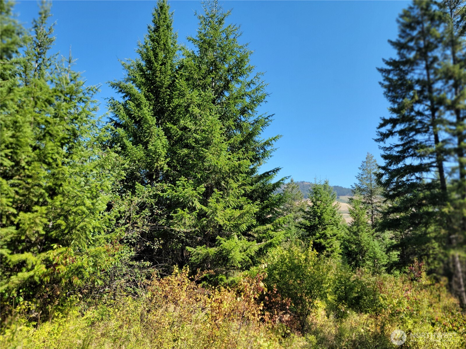 9999 Lone Ranch Creek Road Danville, WA 99121 - Photo 5 of 15