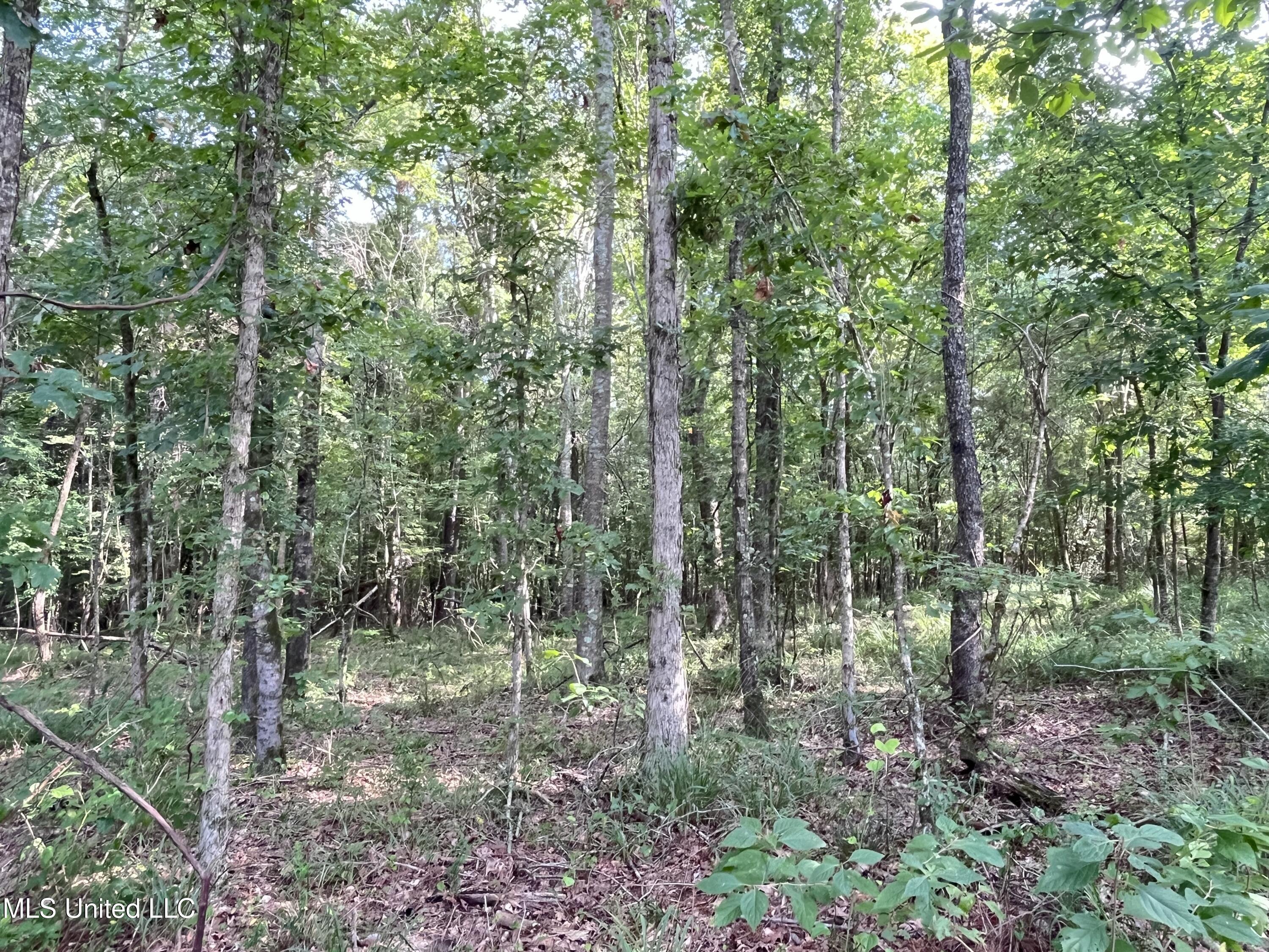 297 Barnes Road Florence, MS 39073 - Photo 145 of 170 IMG_8456