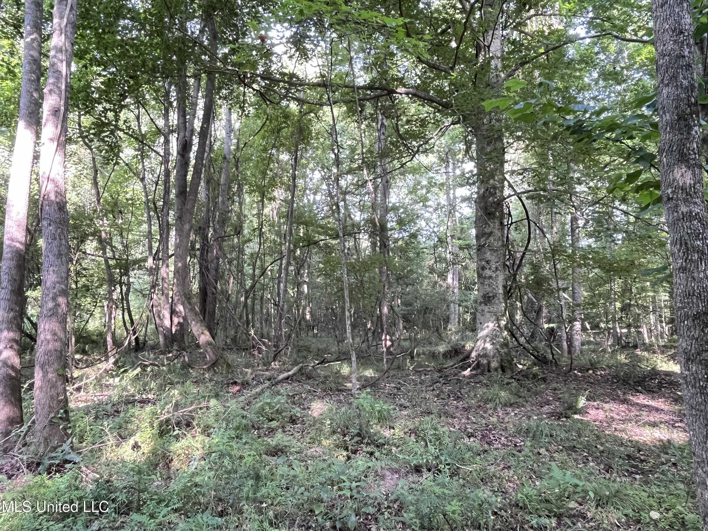 297 Barnes Road Florence, MS 39073 - Photo 147 of 169 IMG_8459