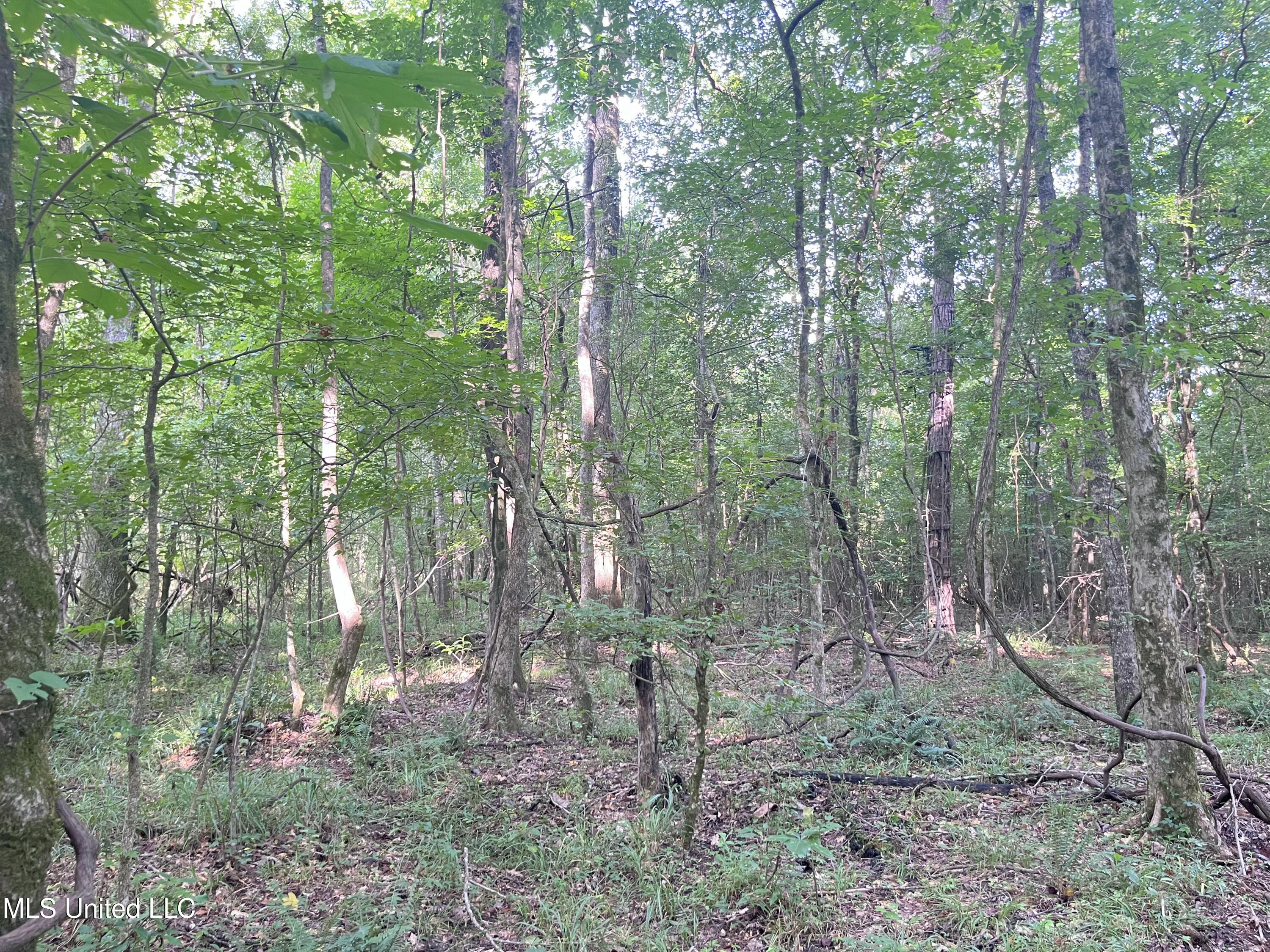 297 Barnes Road Florence, MS 39073 - Photo 151 of 169 IMG_8463