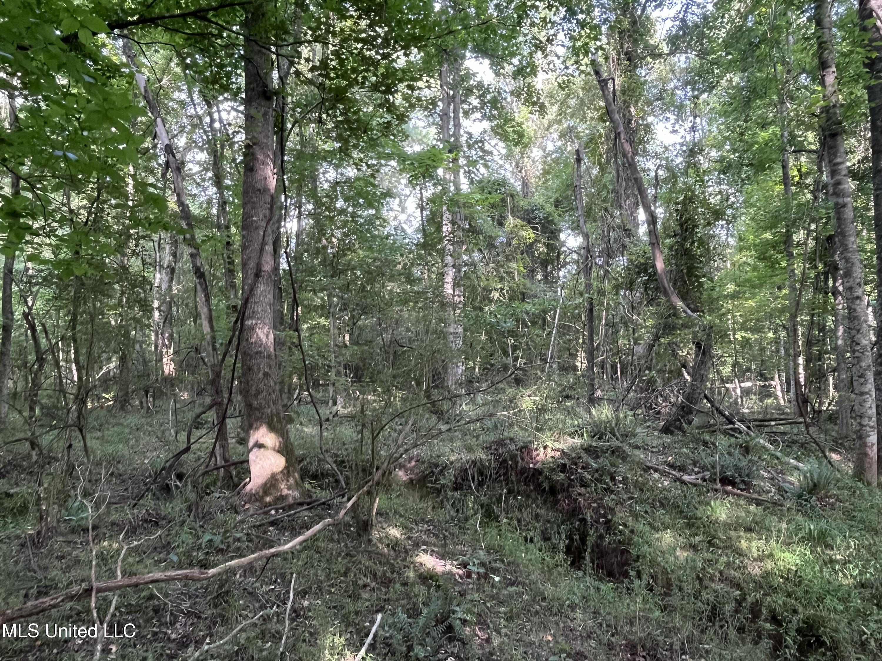 297 Barnes Road Florence, MS 39073 - Photo 151 of 170 IMG_8462