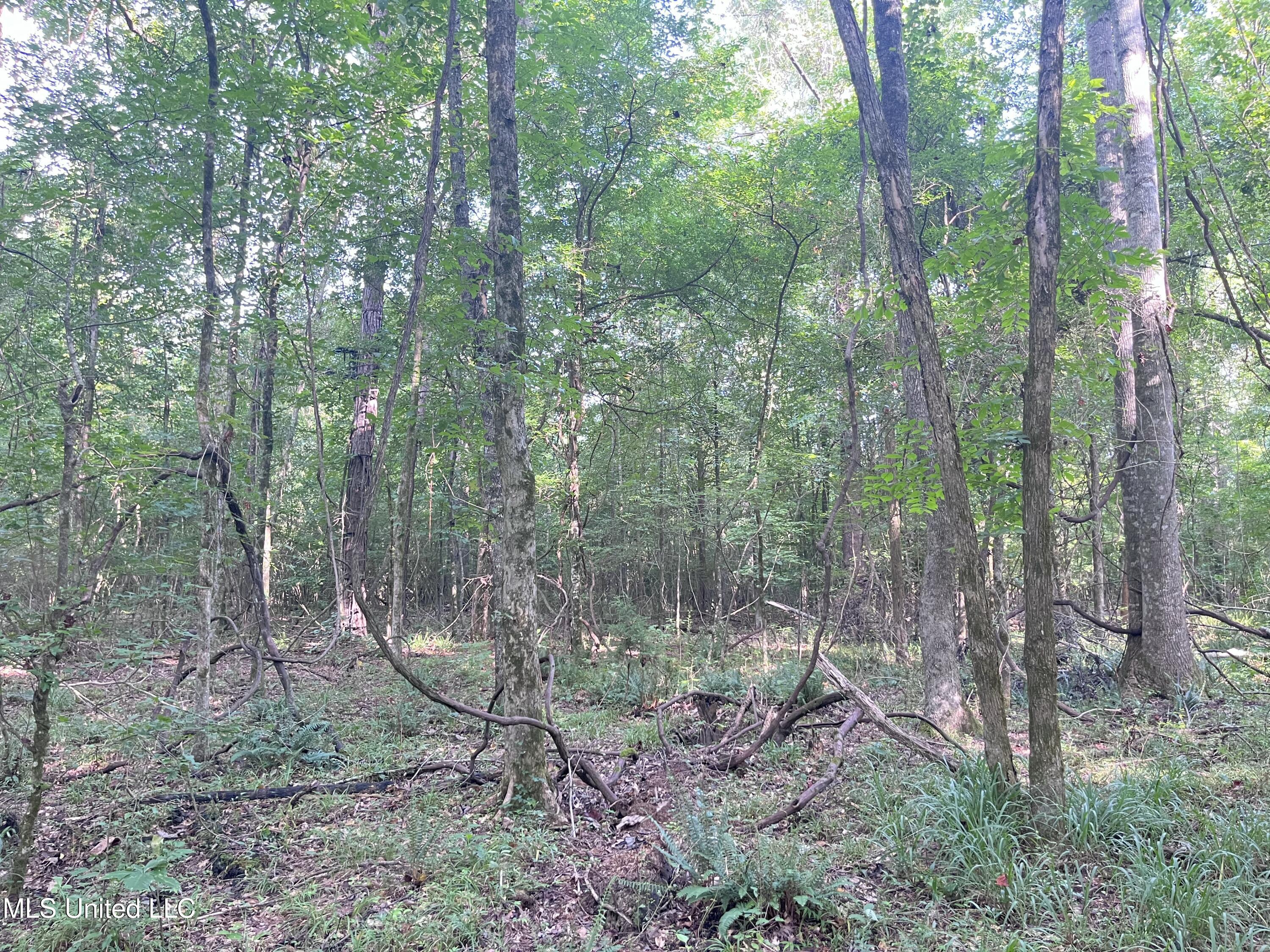 297 Barnes Road Florence, MS 39073 - Photo 152 of 169 IMG_8464