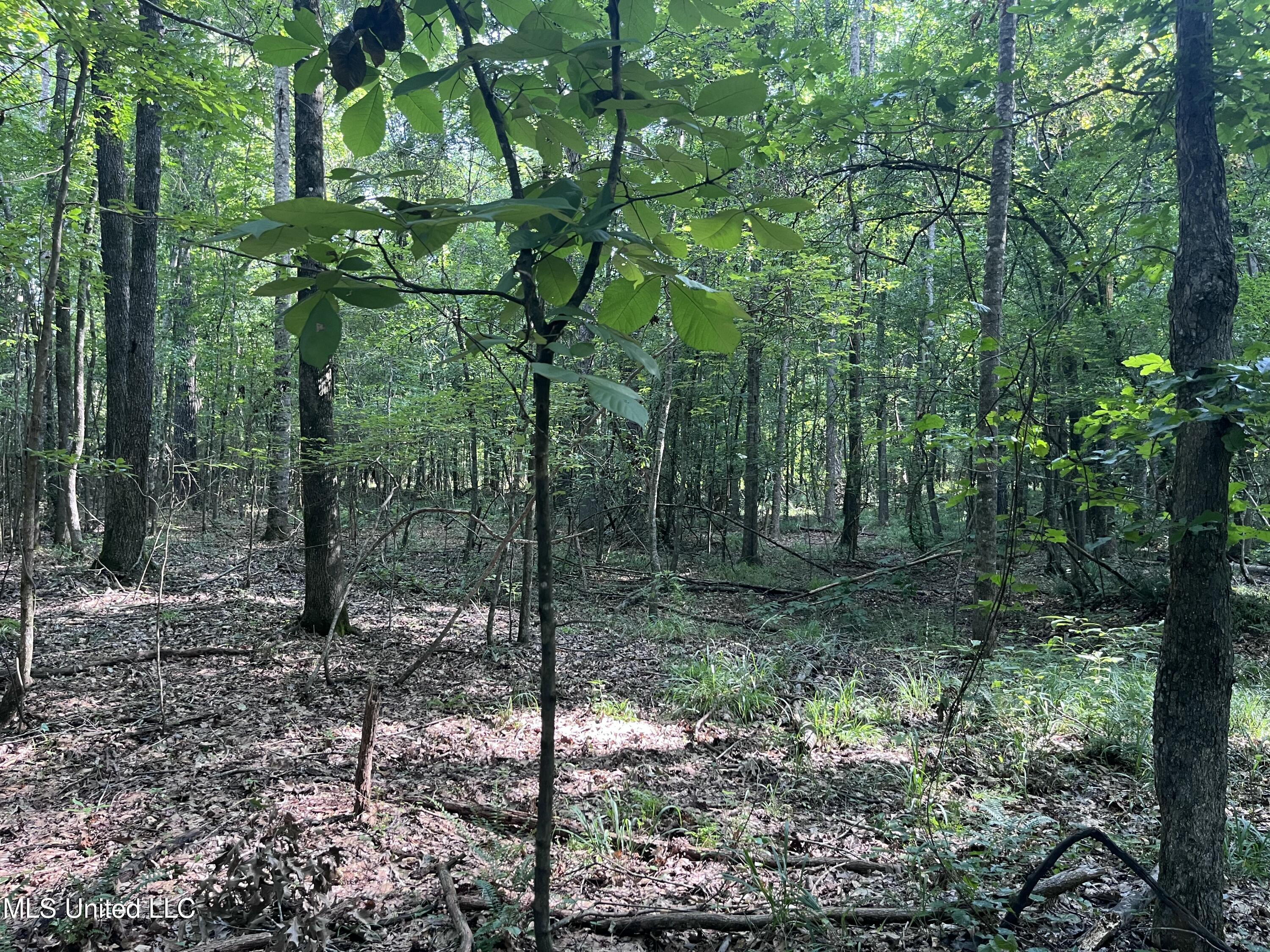 297 Barnes Road Florence, MS 39073 - Photo 155 of 169 IMG_8467