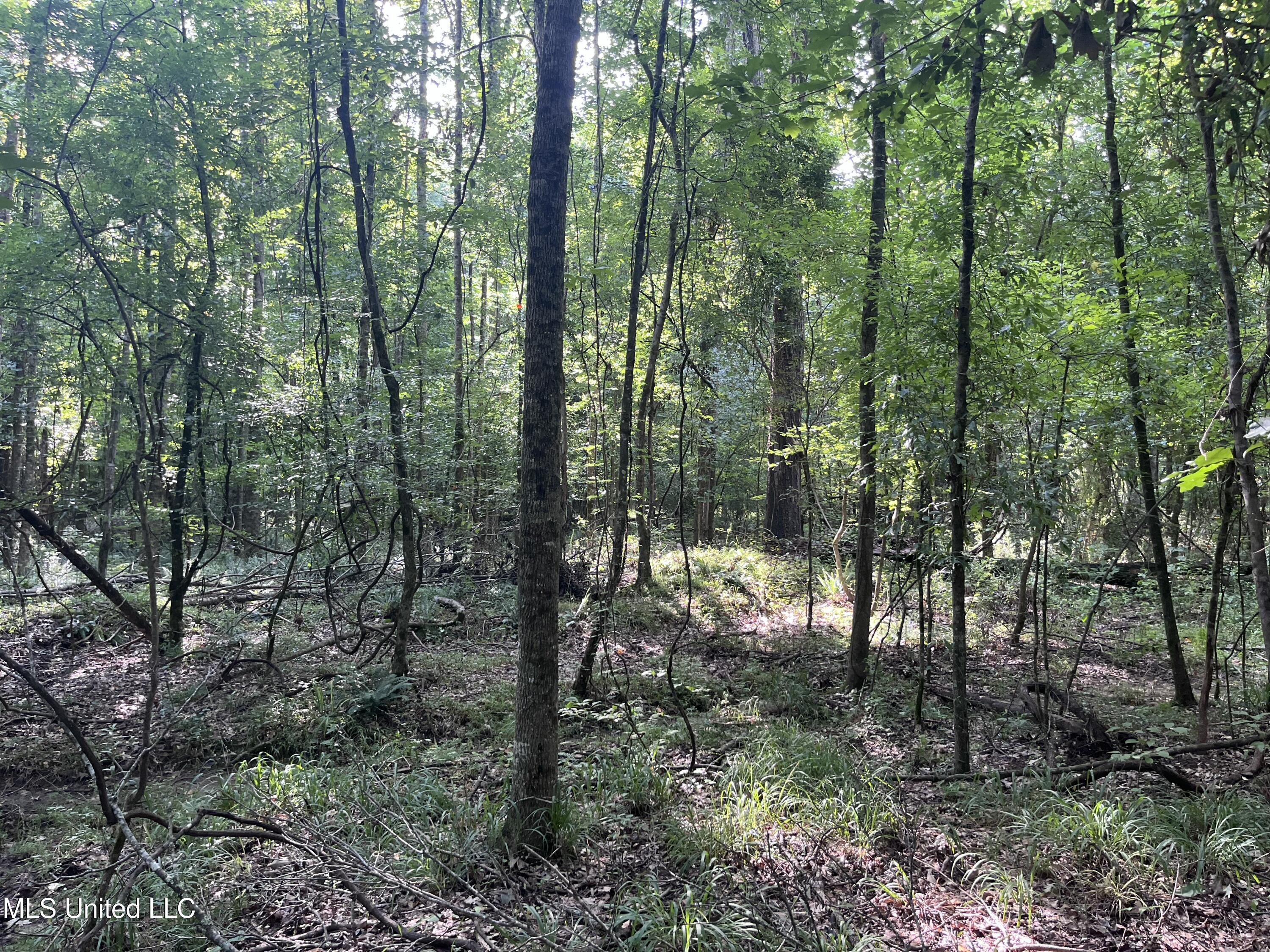 297 Barnes Road Florence, MS 39073 - Photo 156 of 169 IMG_8468