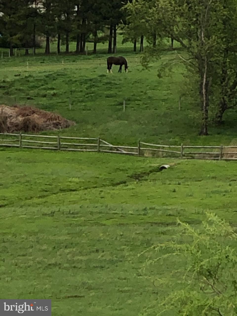 180 Clemencia Road Earleville, MD 21919 - Photo 46 of 56 Nearby horses